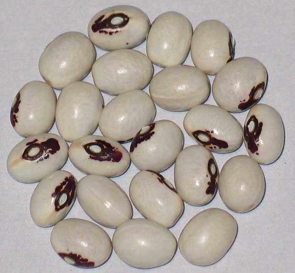 image of Leslie Tenderpod beans