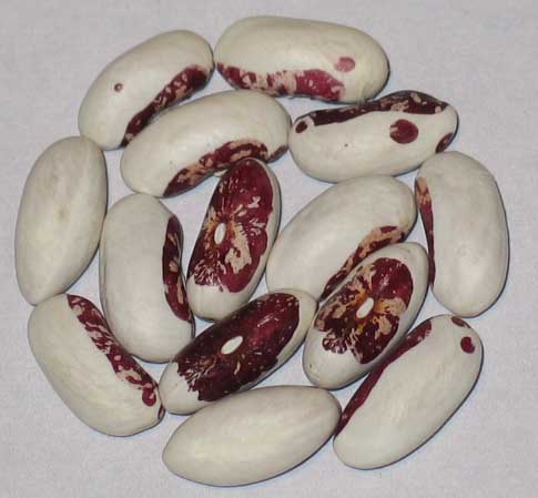 image of Lynnfield beans