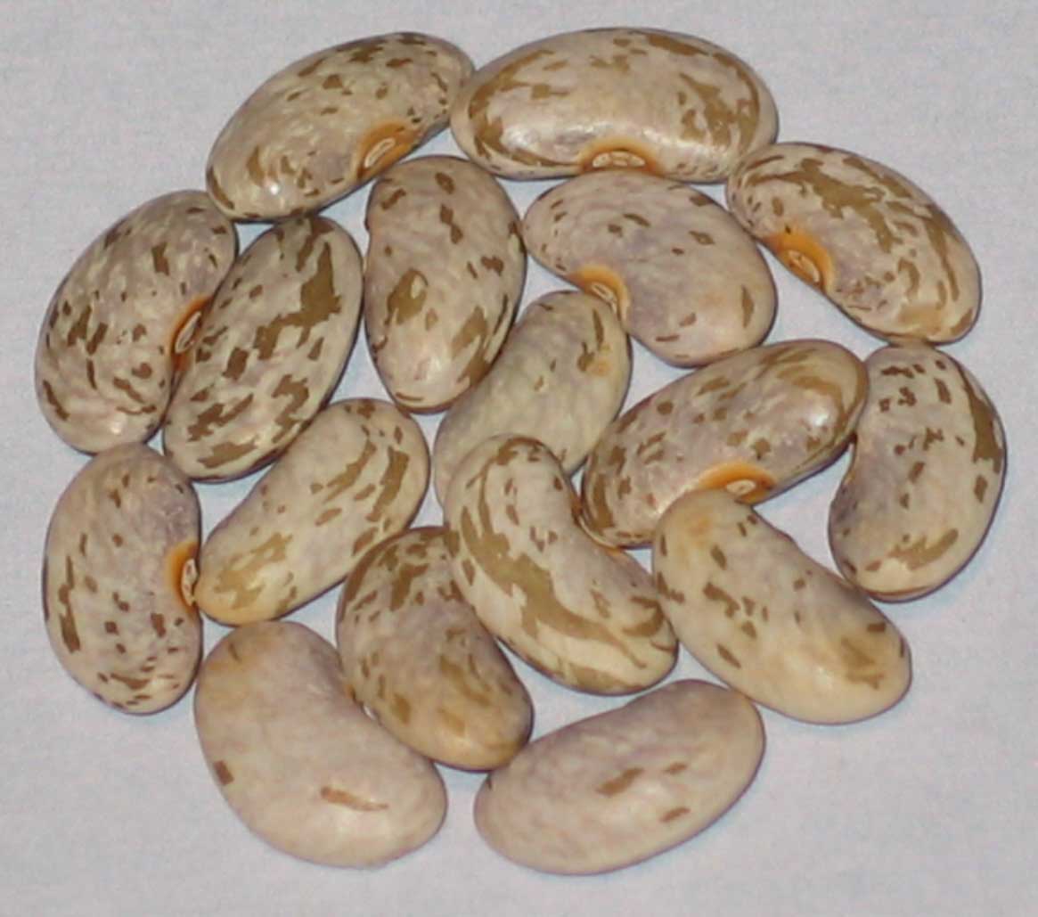 image of Missouri Wonder beans