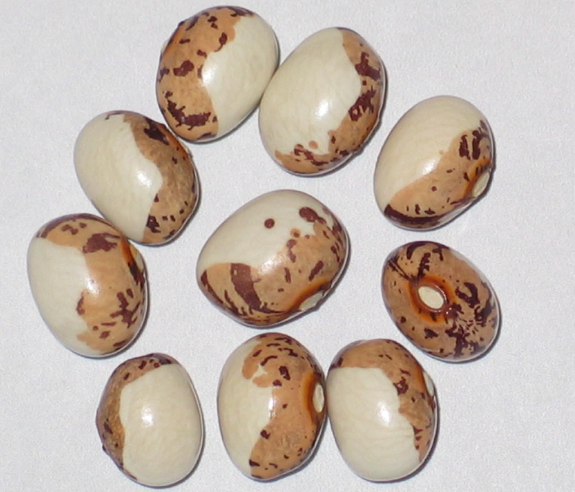 image of Papa de Rolla beans
