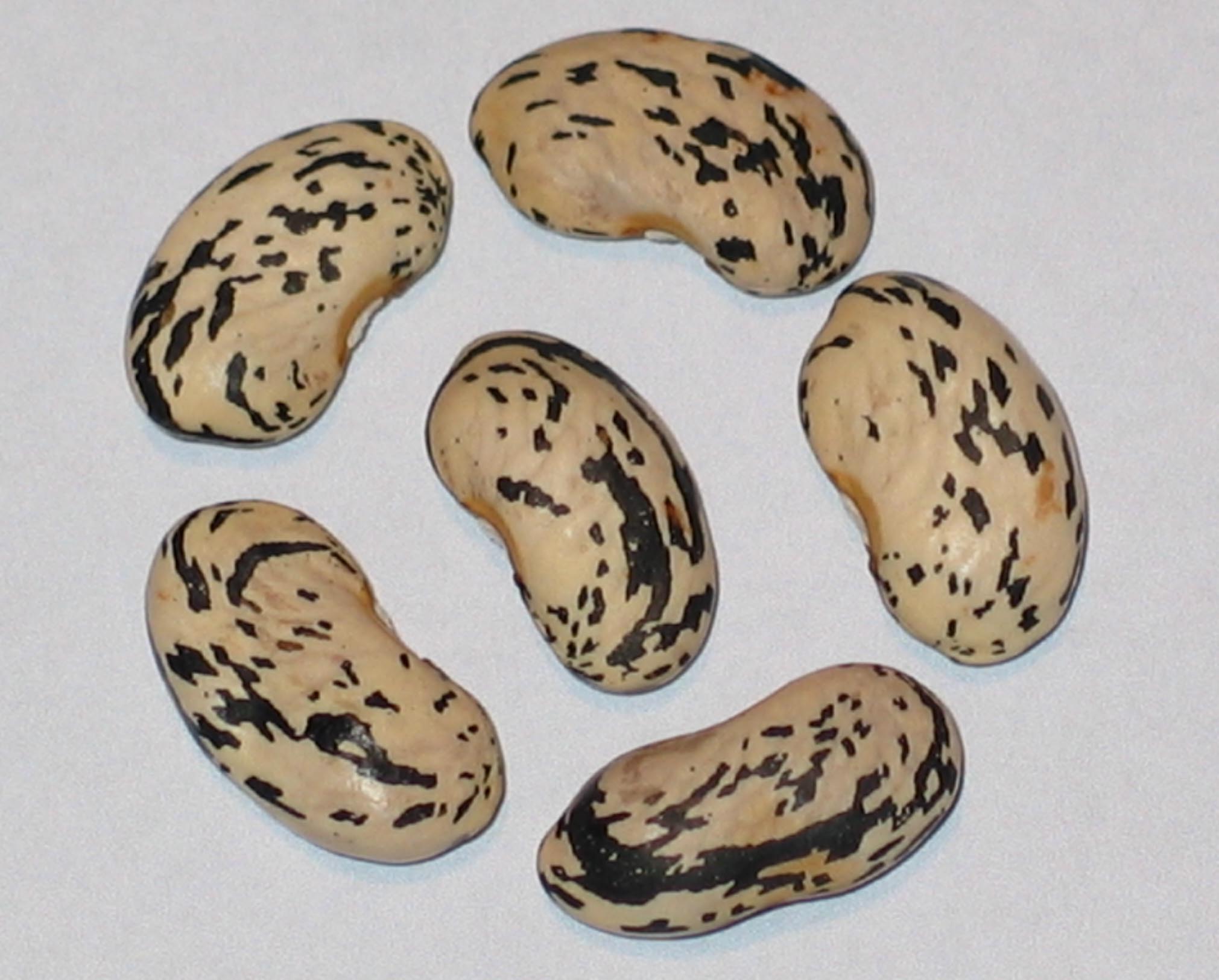 image of Paul Bunyan Giant beans