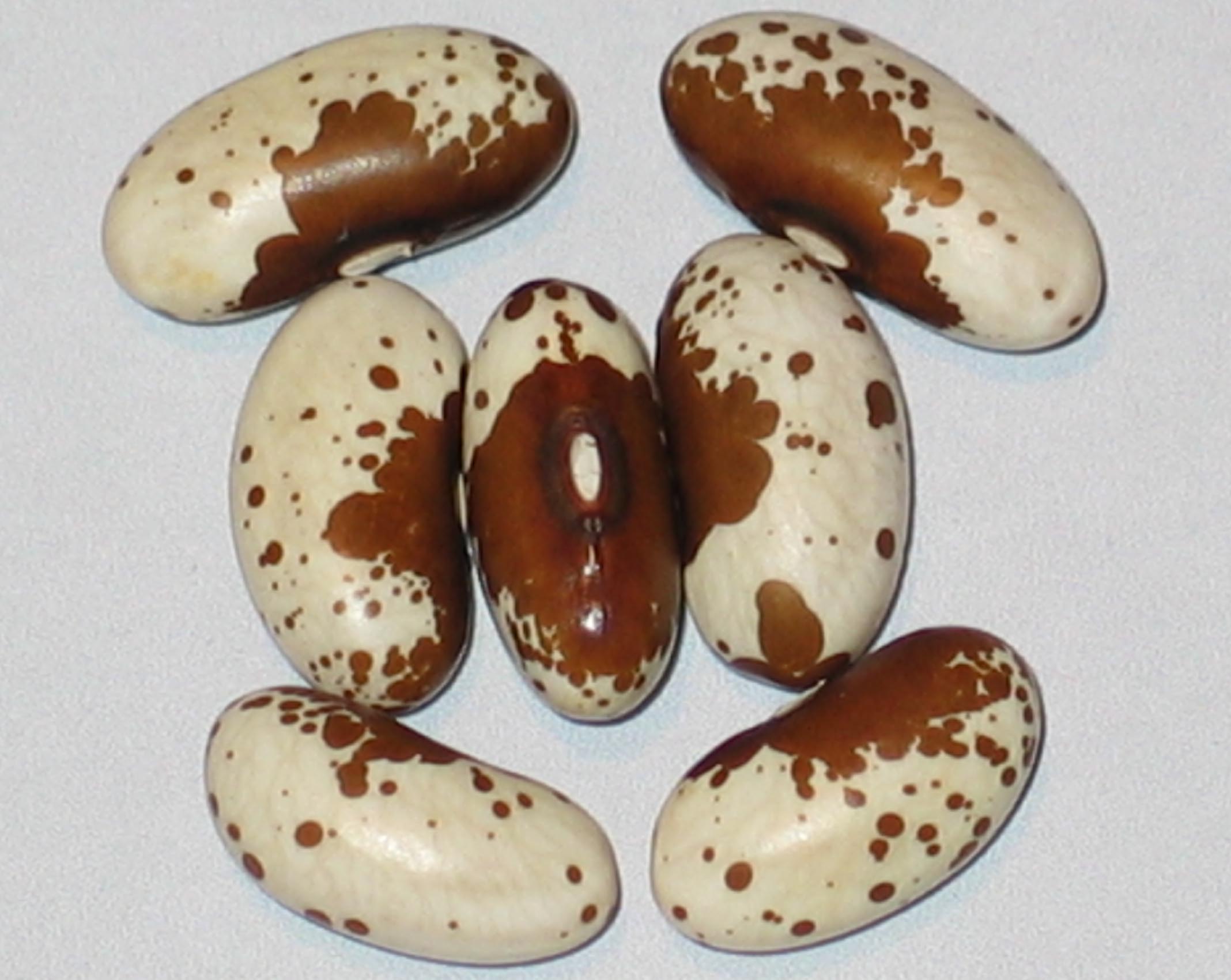 image of Pawnee beans