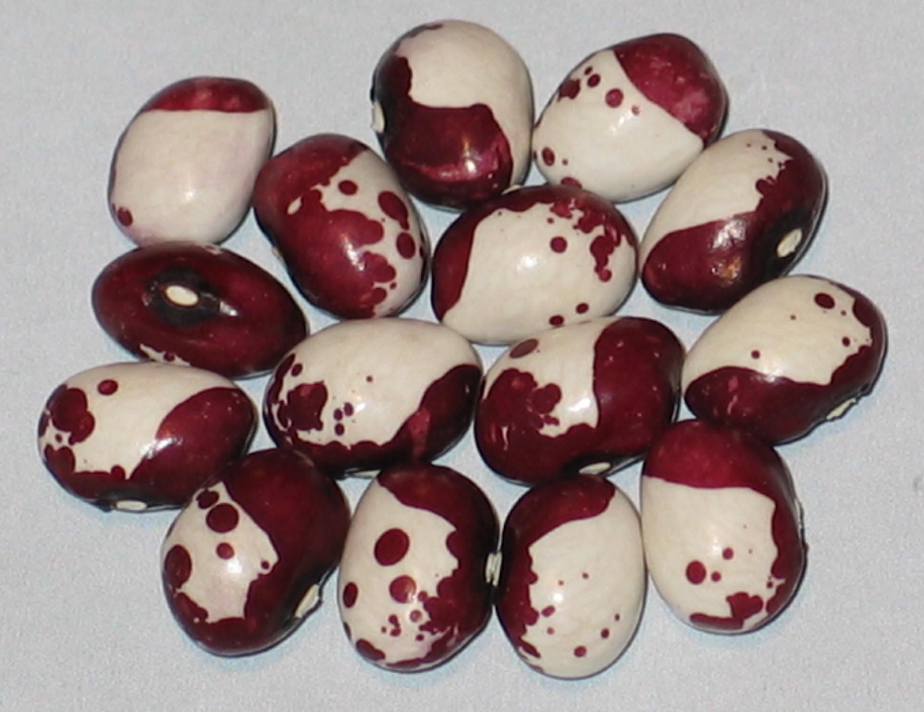 image of Pea Bean Turkey beans
