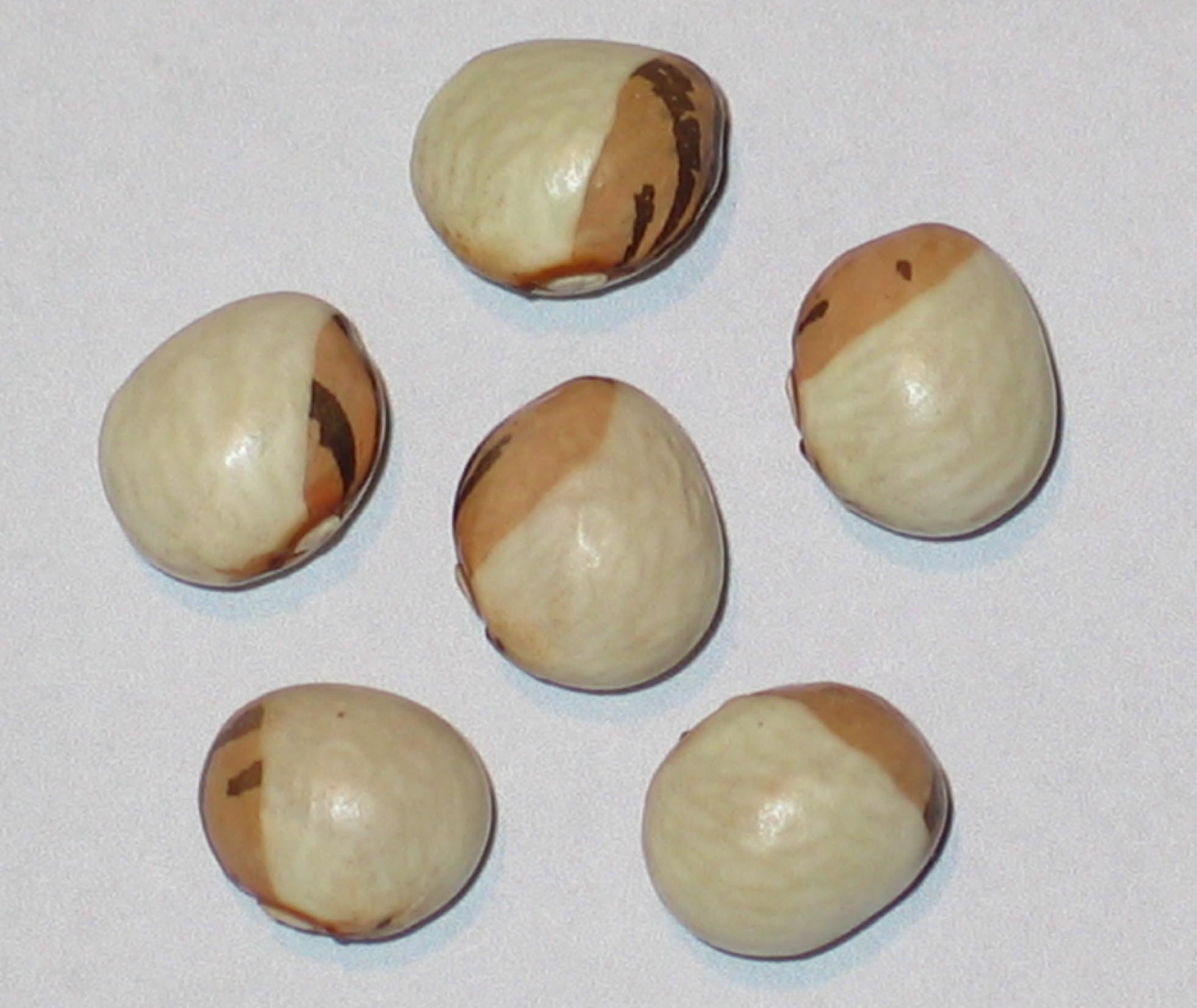 image of Peinsipps Zwefarbige beans