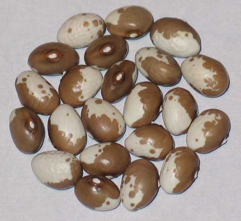 image of Peruvian Goose beans