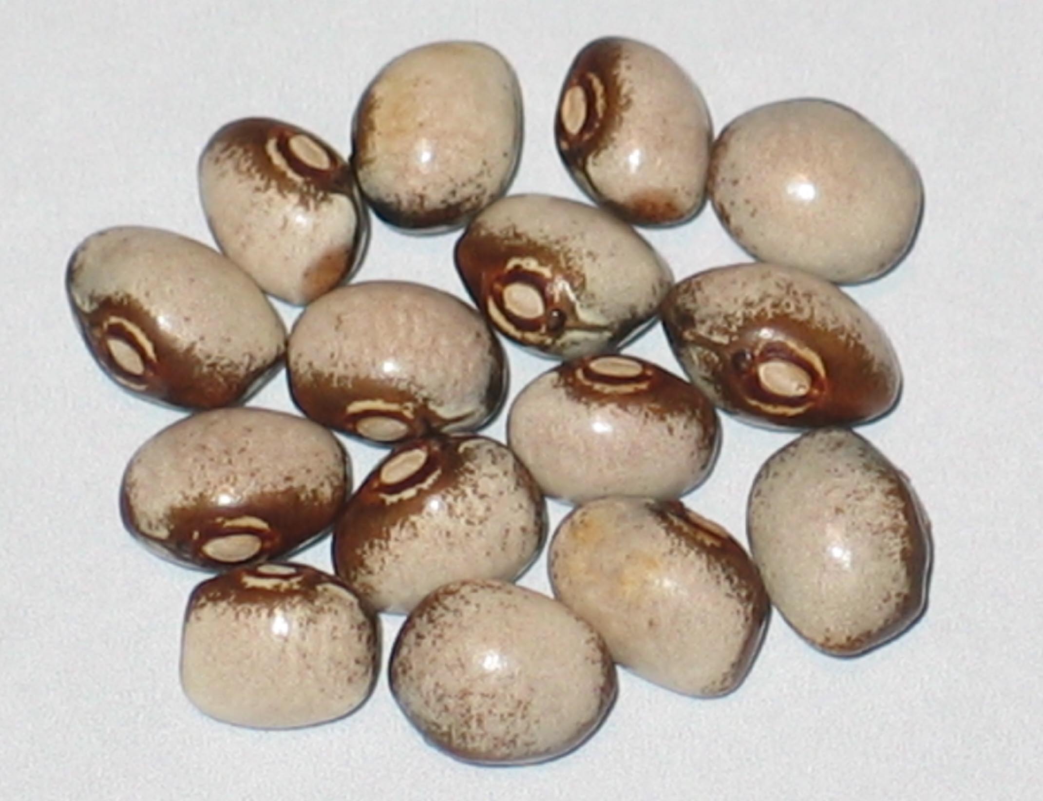 image of Petit Gris beans