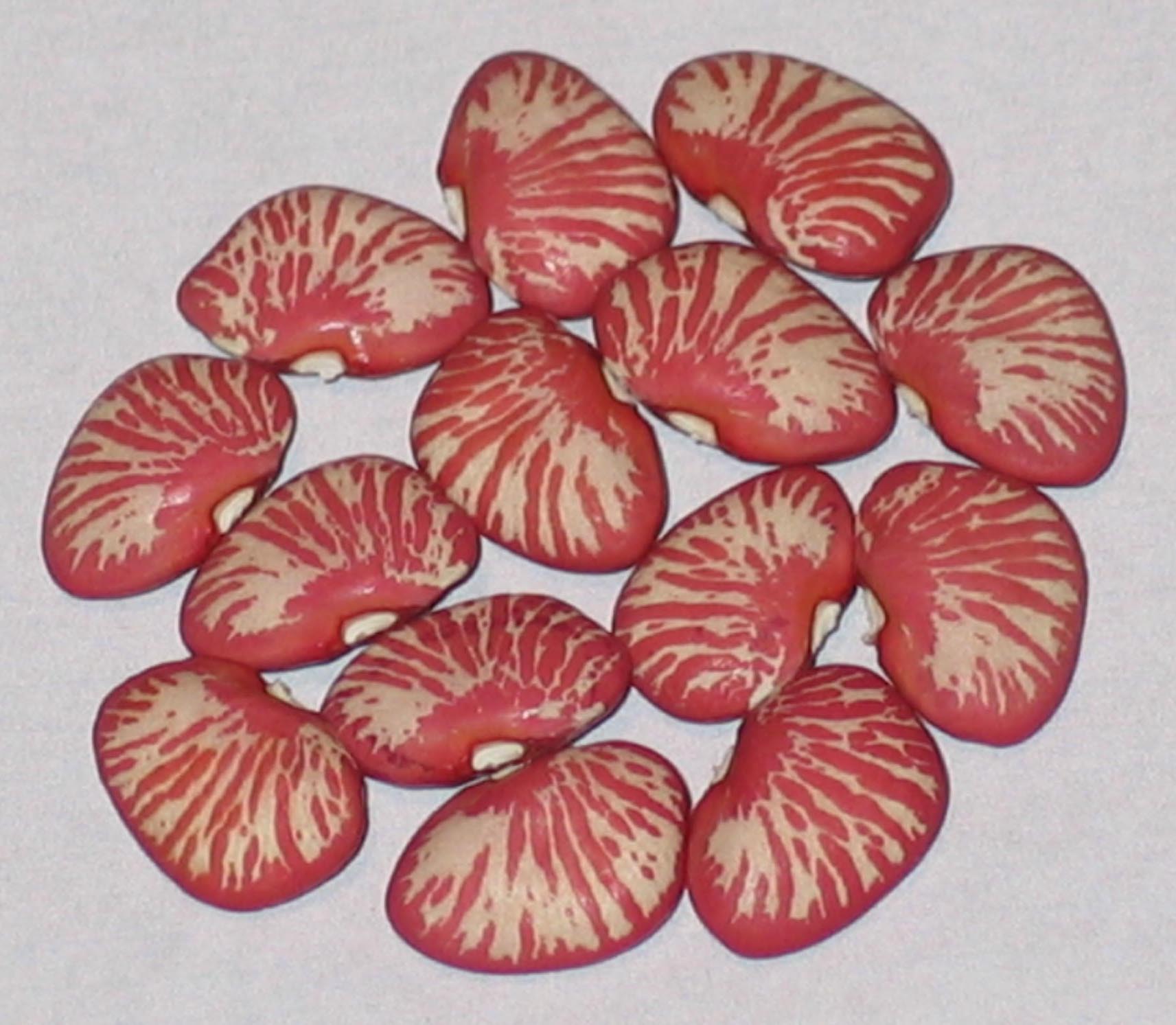 image of Ping Zebra beans