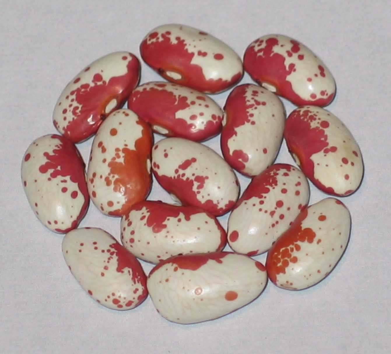 image of Pink Trout beans