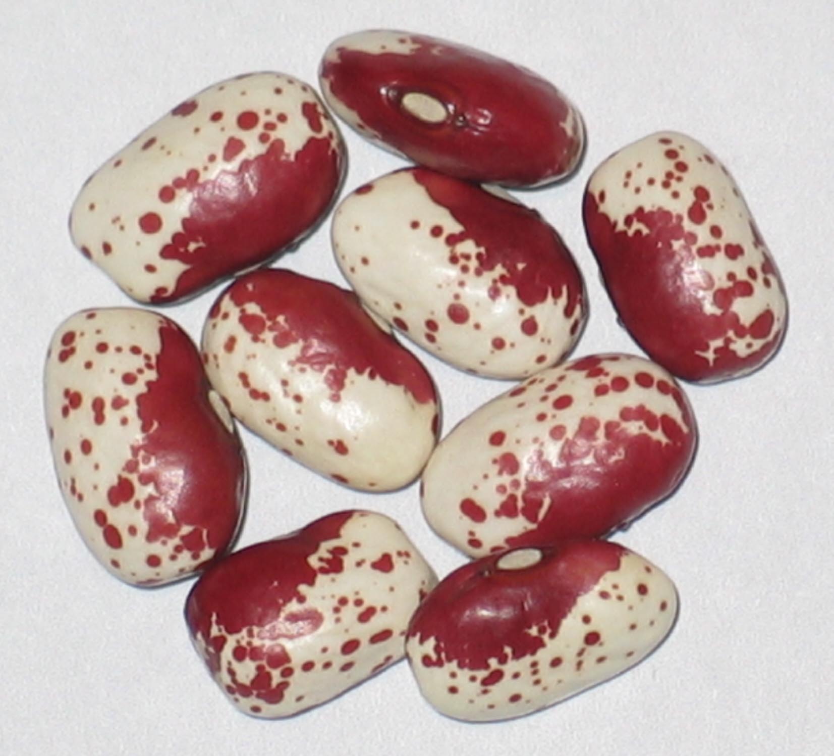 image of Piros-Feher beans