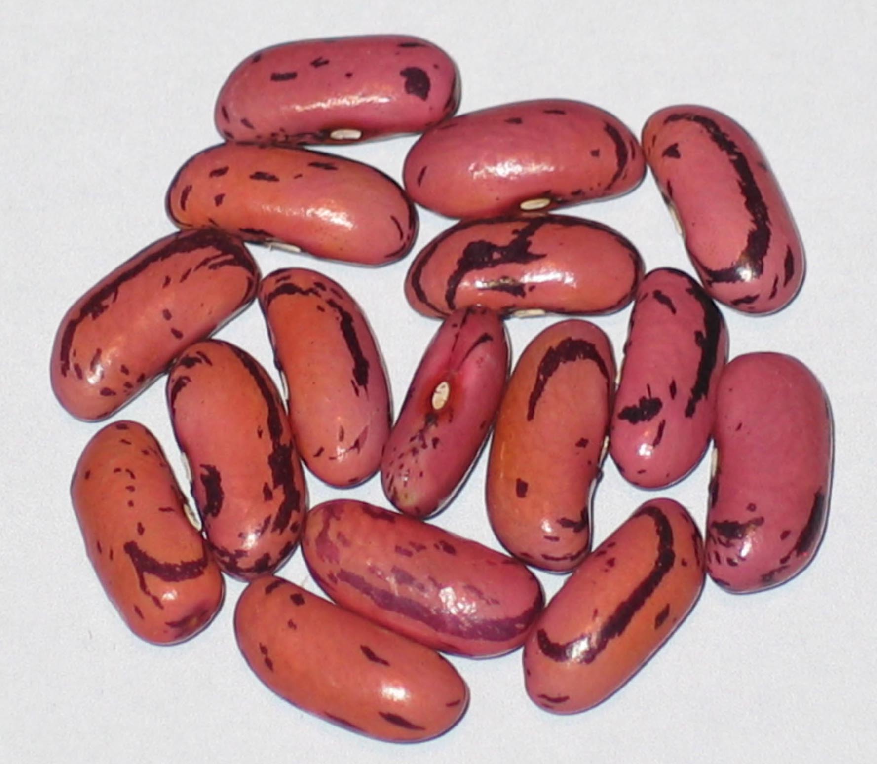 image of Possum Trot beans