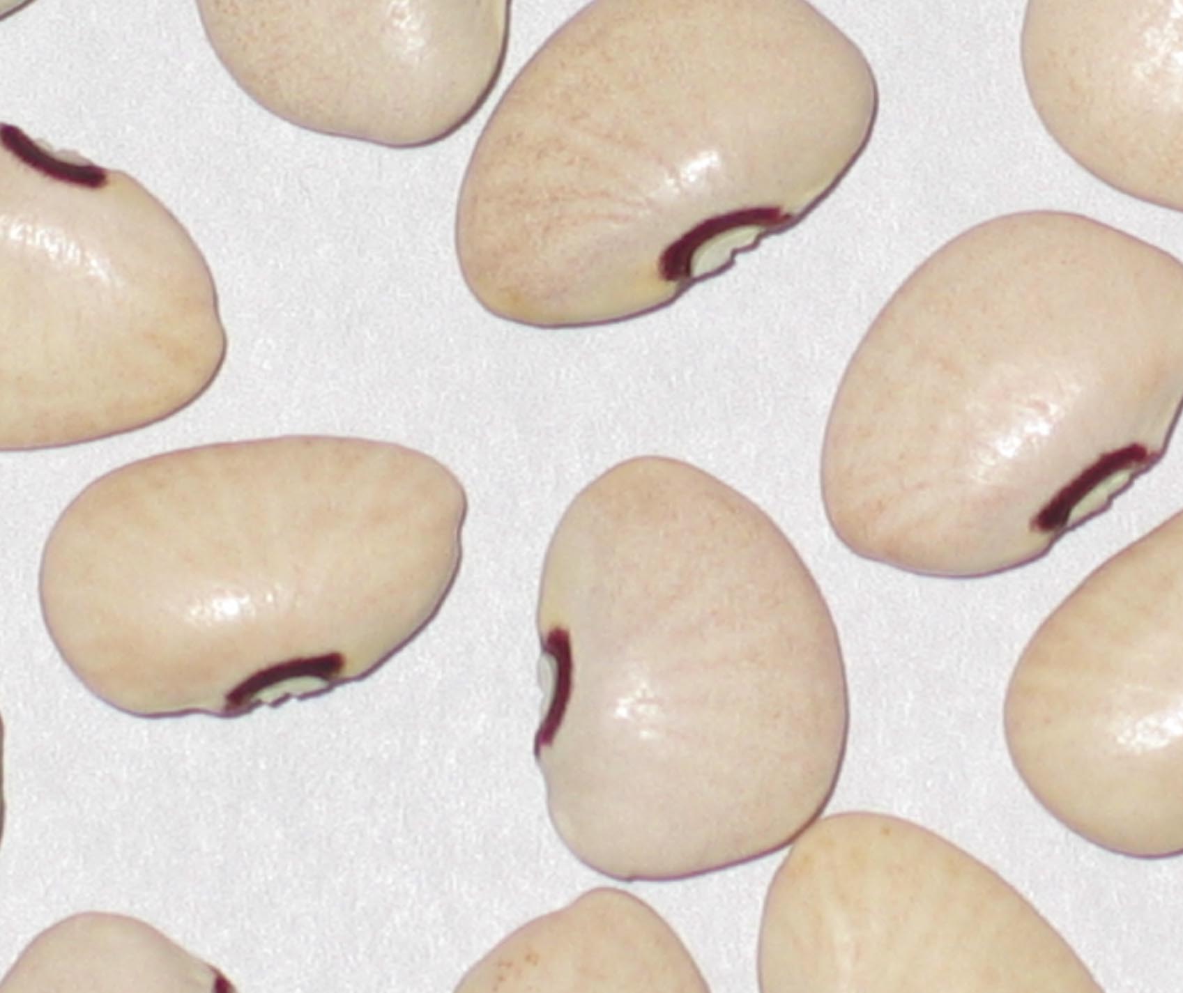 image of Purple Eye beans