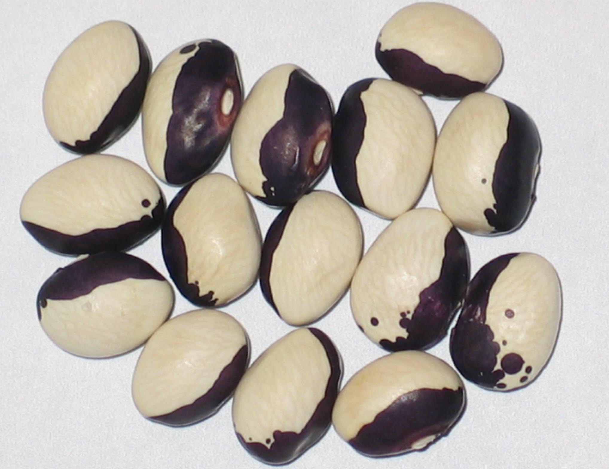 image of Purple Jester beans