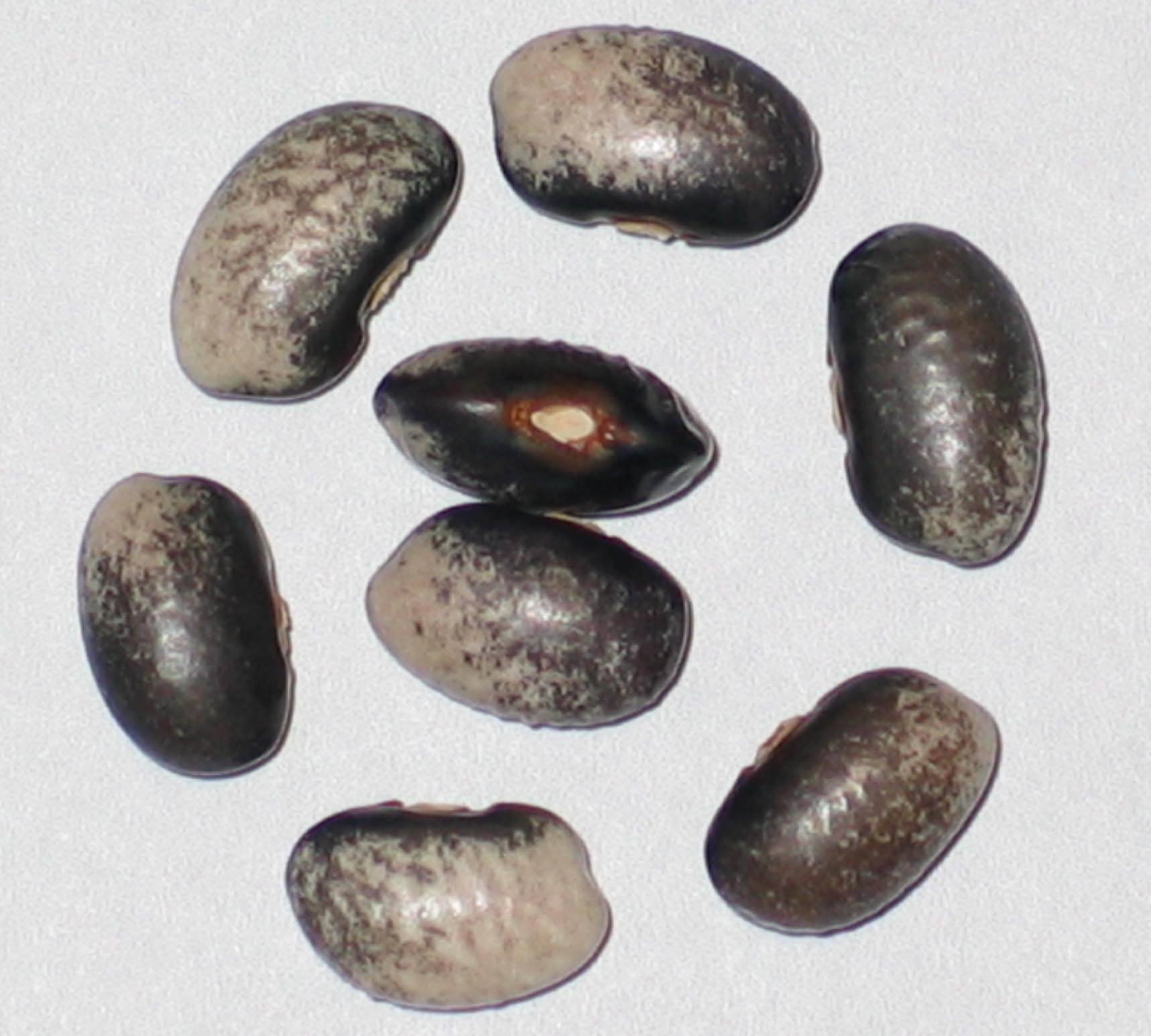 image of PXBT-PP-97B-OOH beans