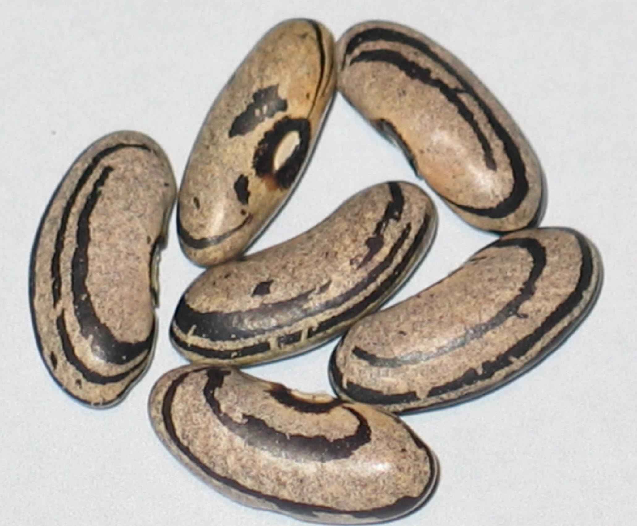 image of Ram's Horn beans