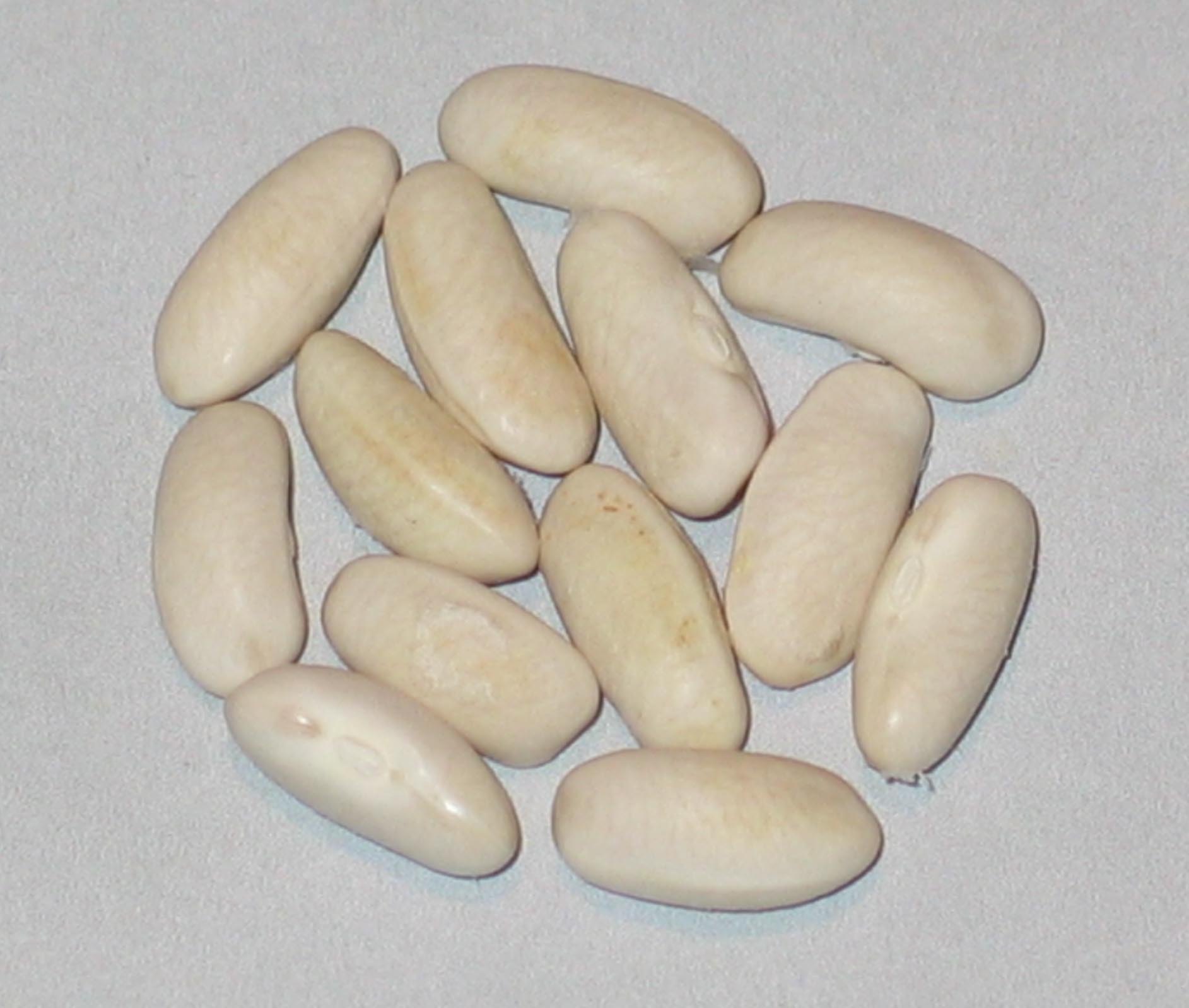 image of Ranger beans