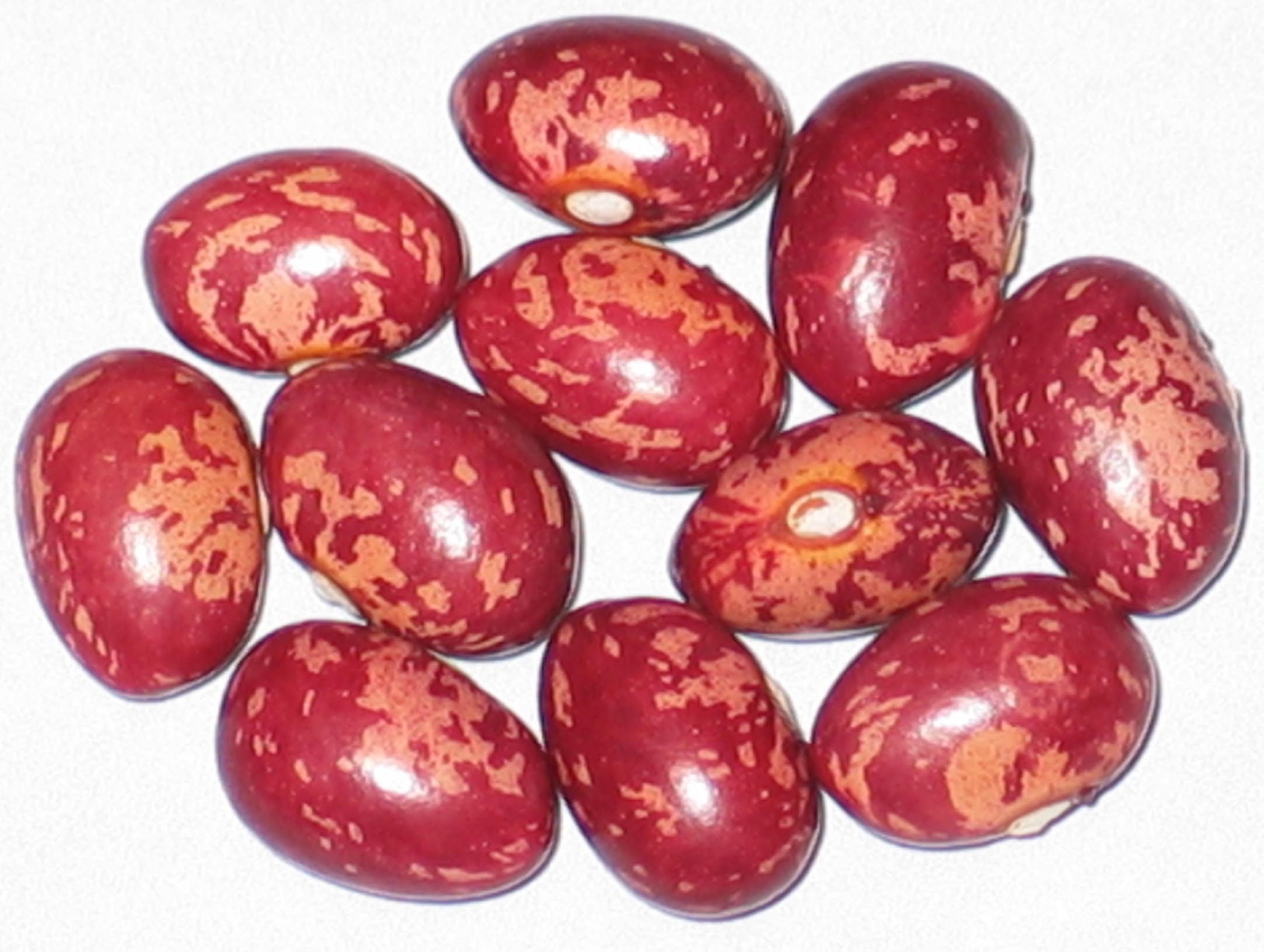 image of Read Krobbe beans