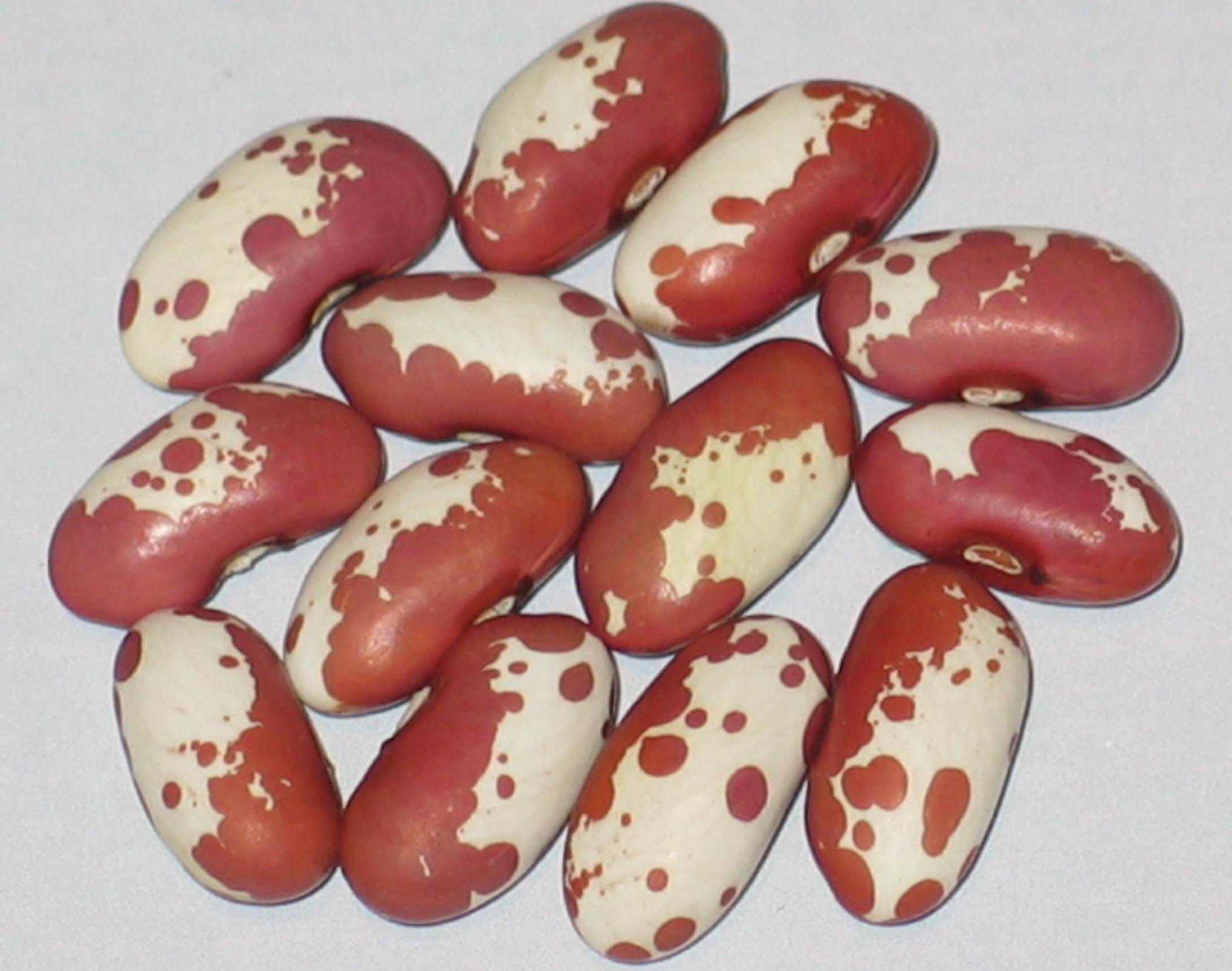 image of Red Spotted Delight beans