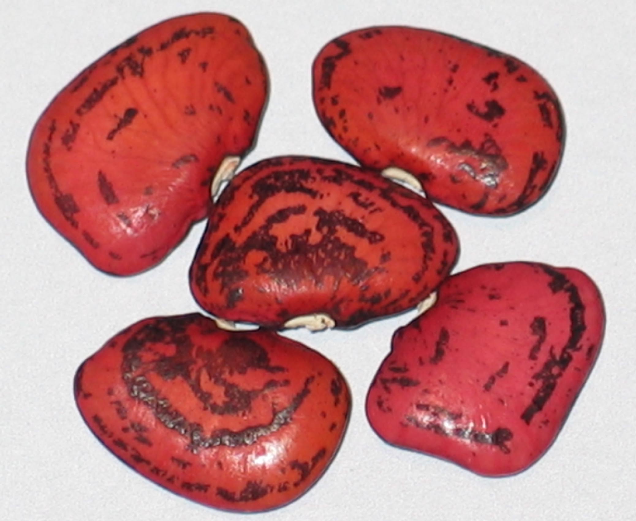 image of Red Calico beans