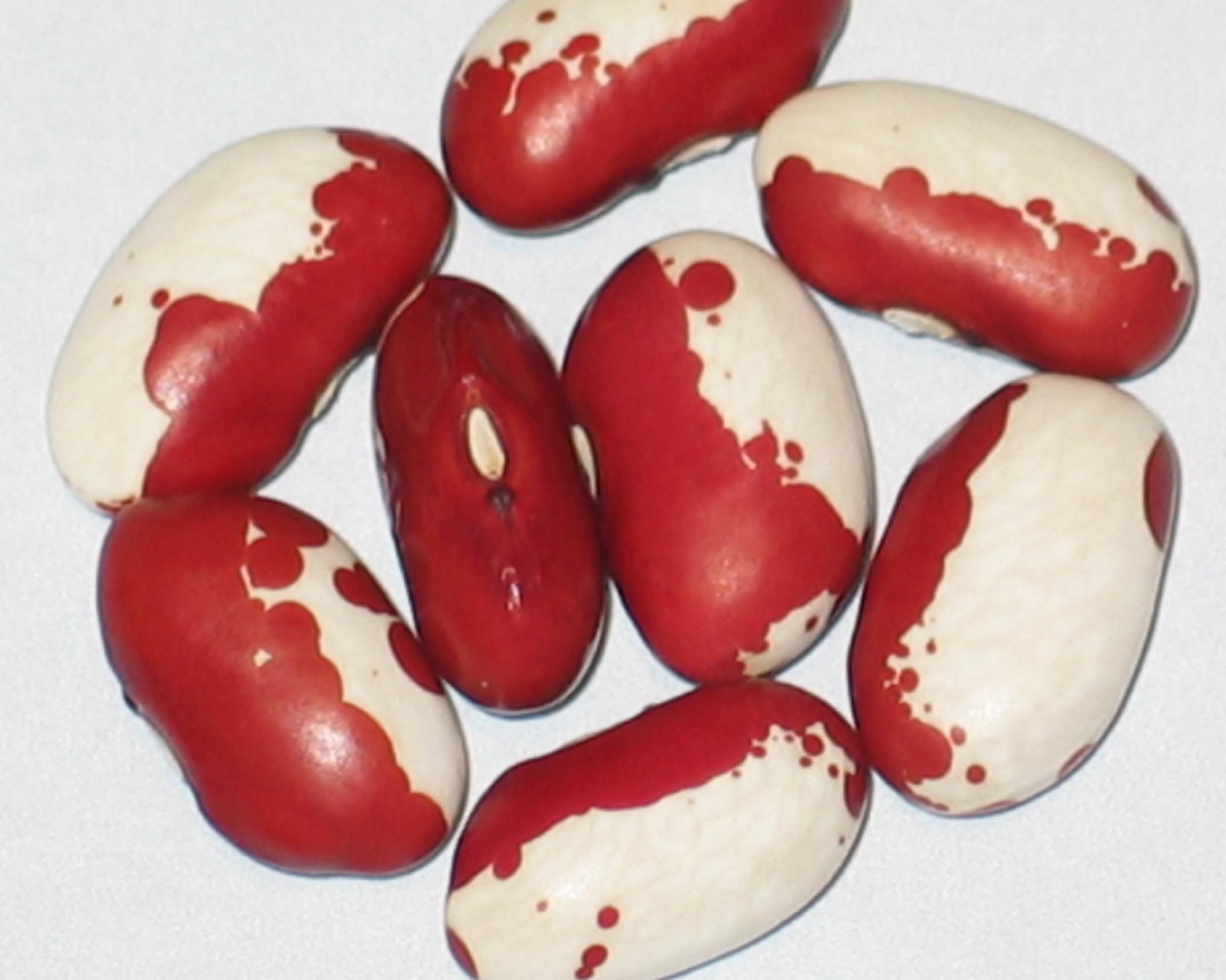 image of Red Cattle beans