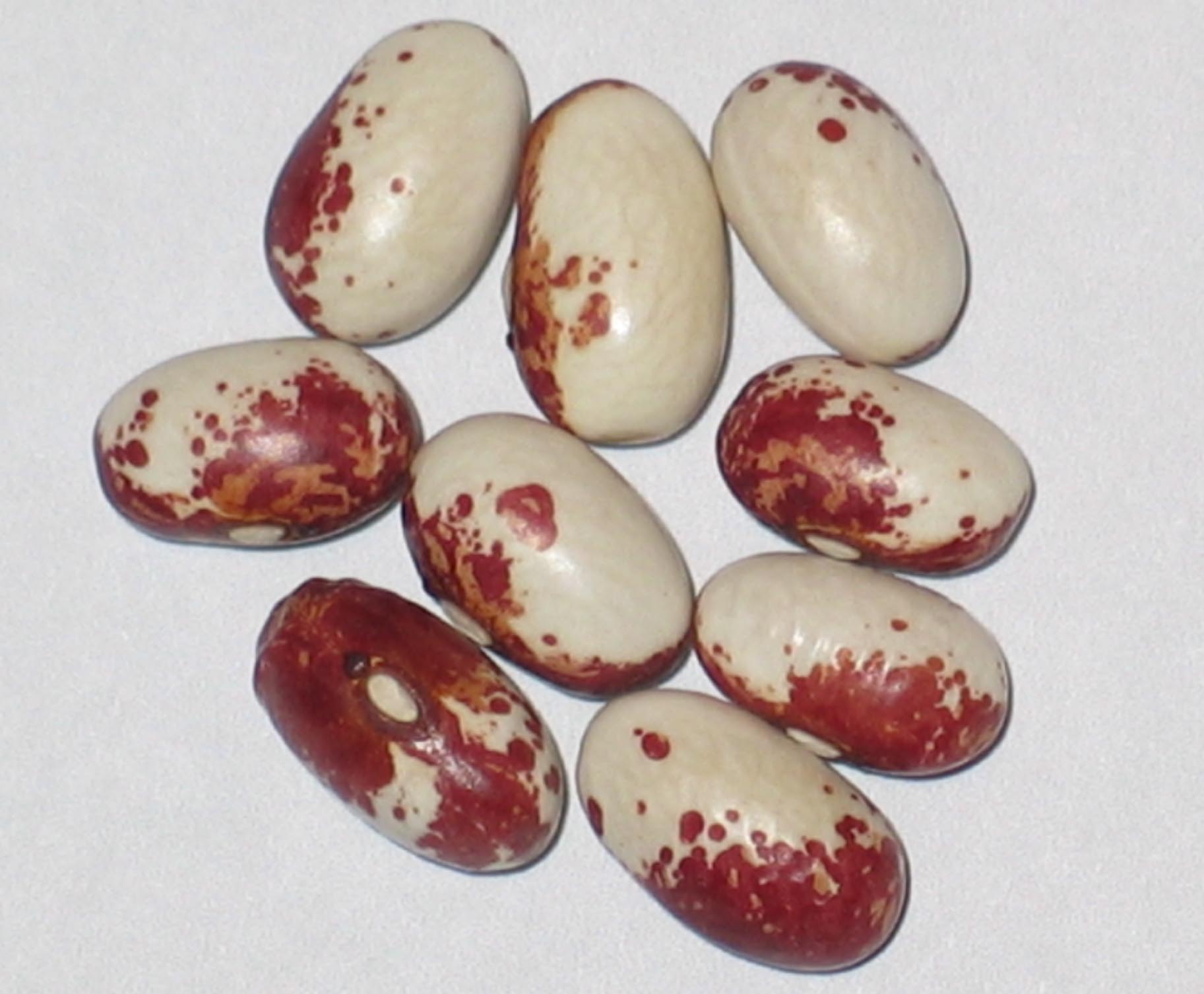image of Rockwell beans