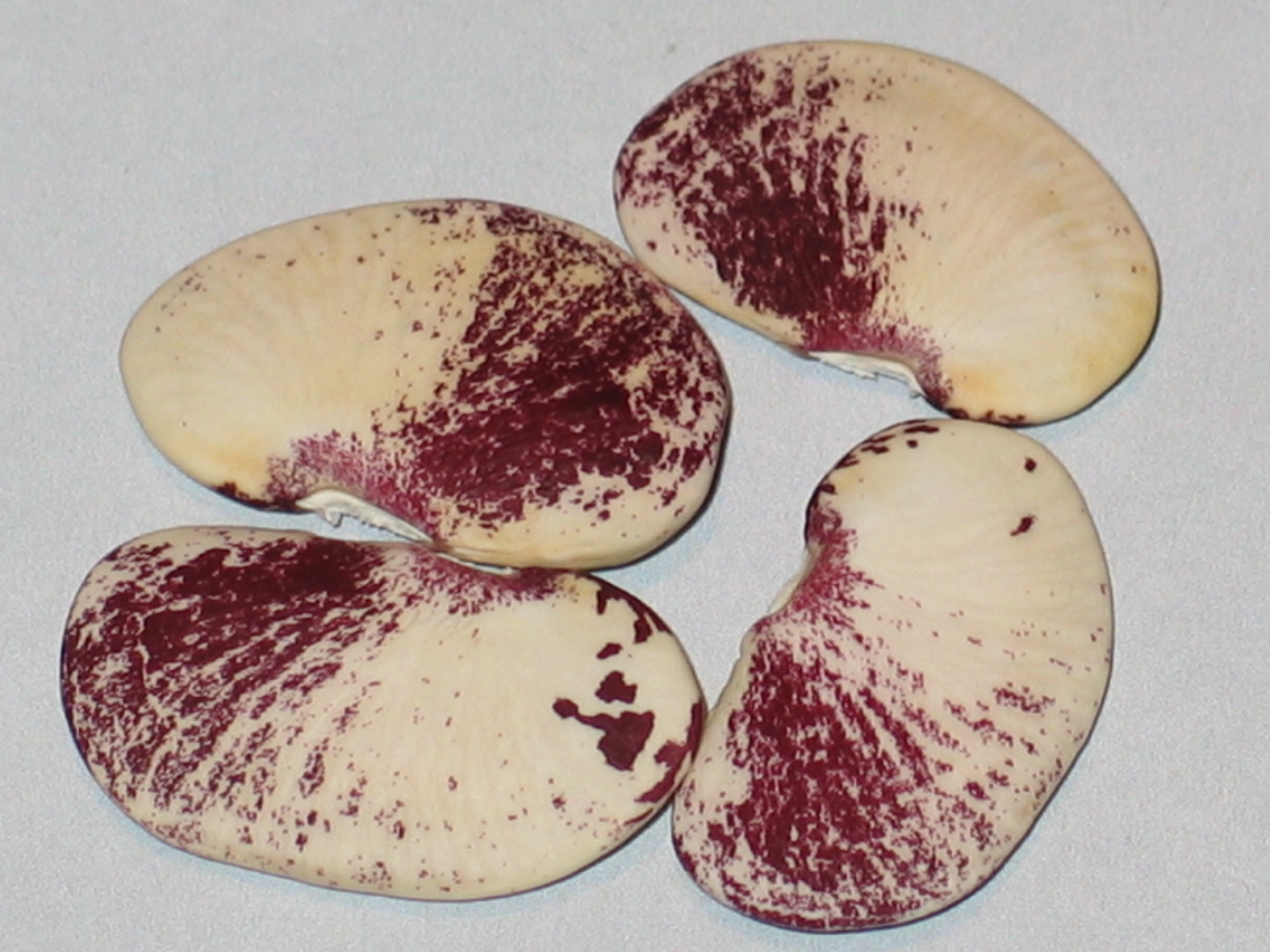 image of Rosiclare beans