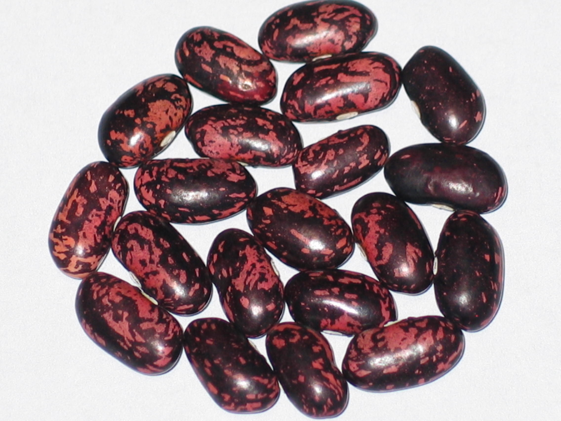 image of Rotebeerbohnebeans