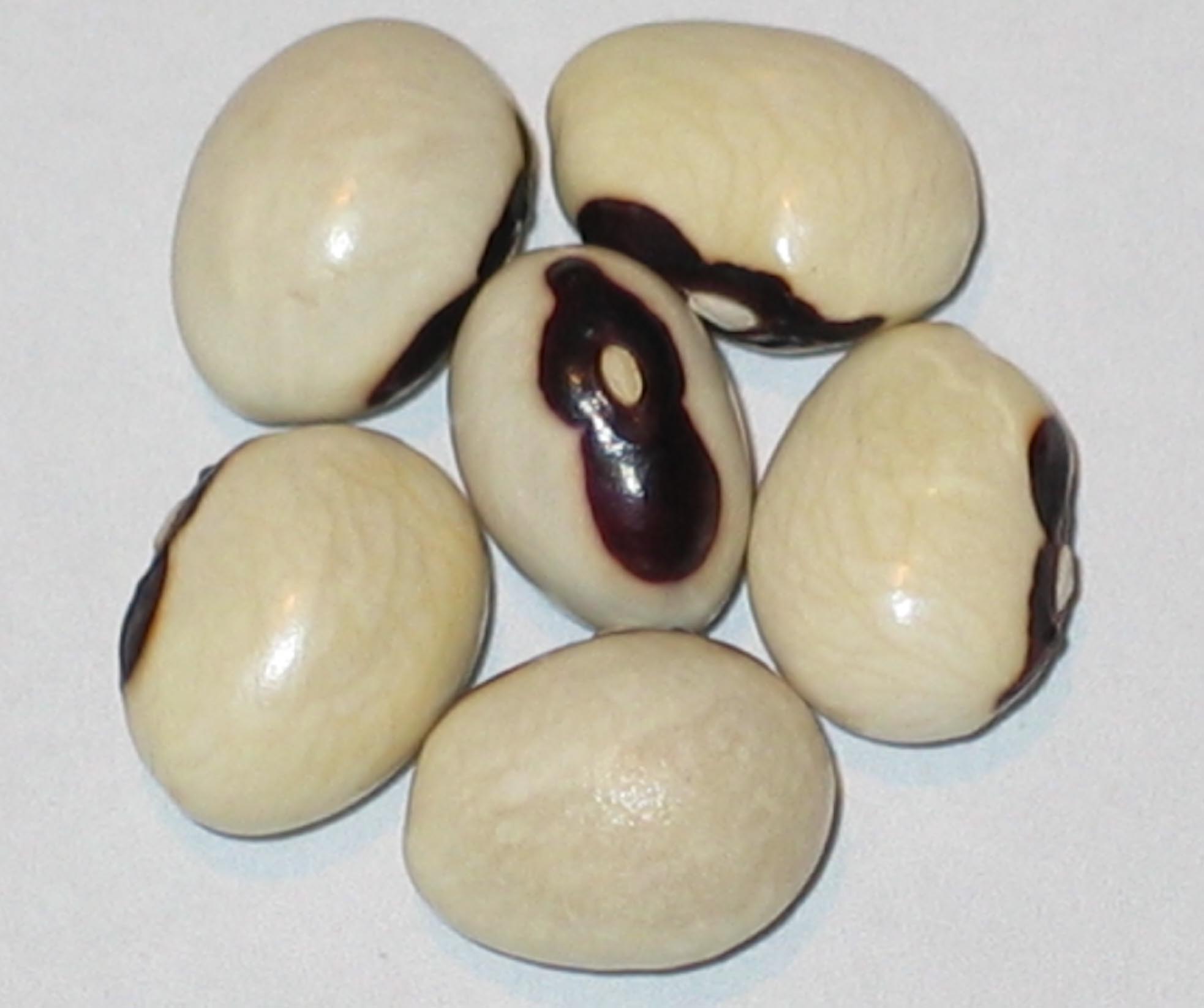 image of San Antonio beans