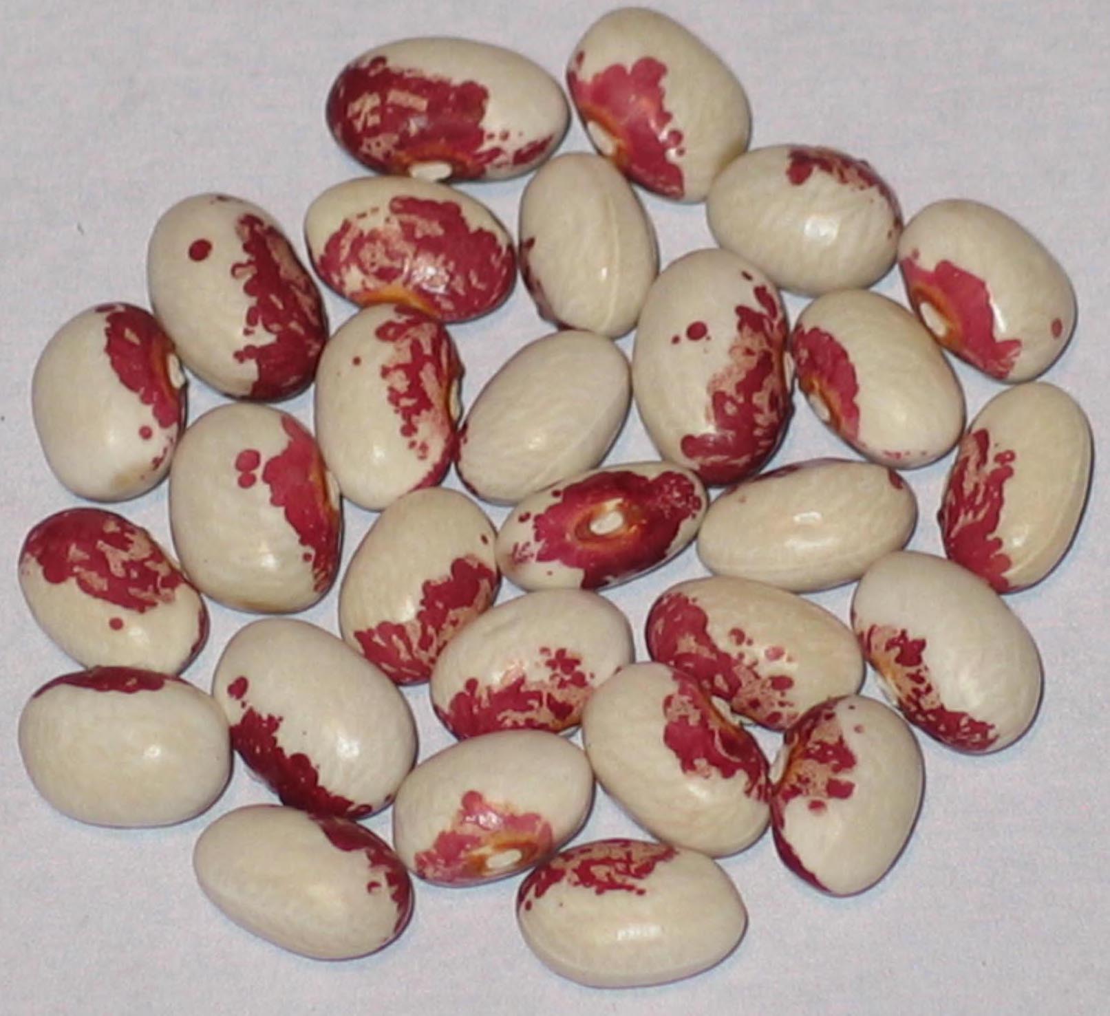 image of Schokoflecken beans