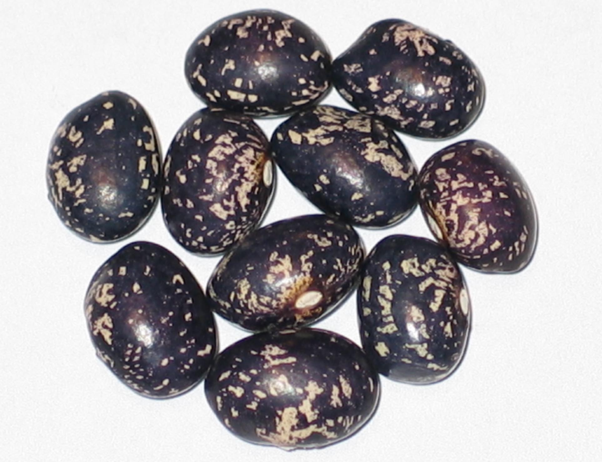 image of Selugia beans