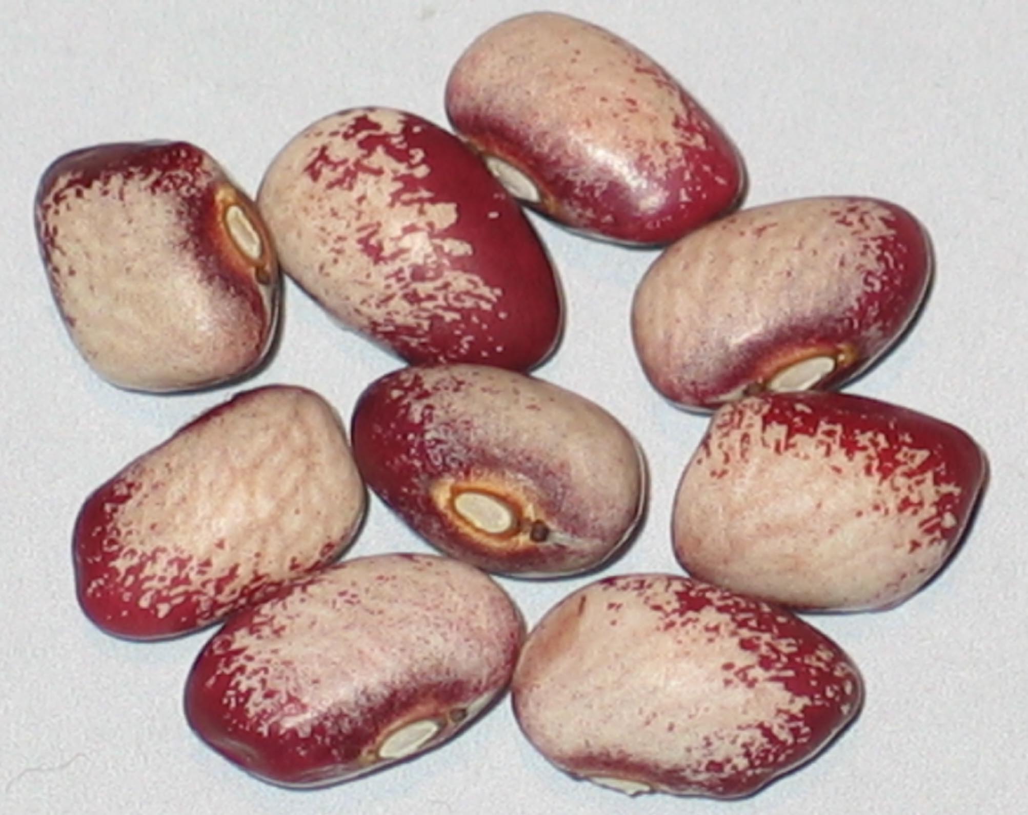 image of Seneca Cornstalk beans