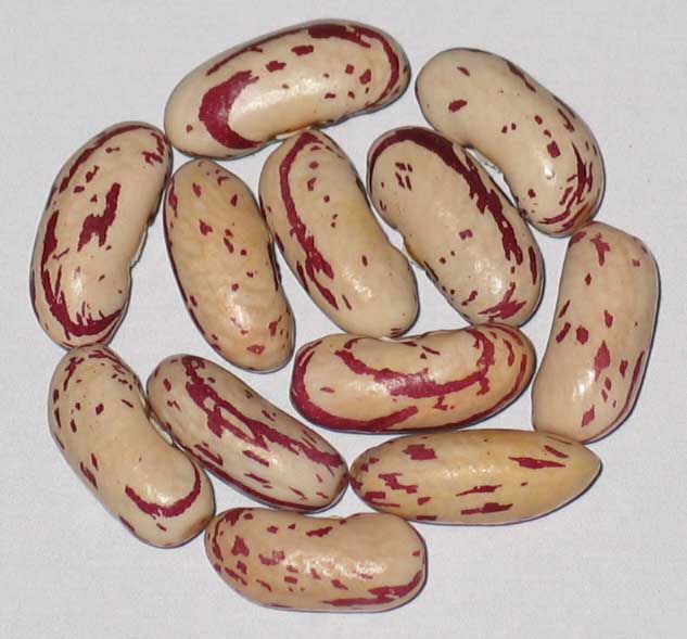 image of Vermont Mohawk beans