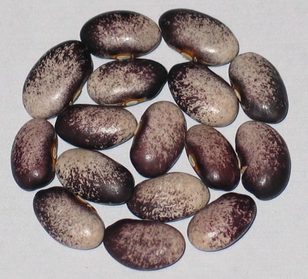 image of Zona Upchurch beans