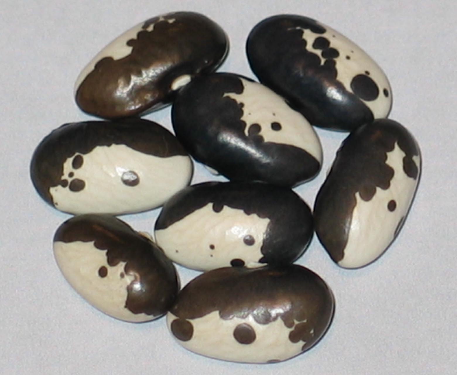 image of Aghstev Ijevan beans