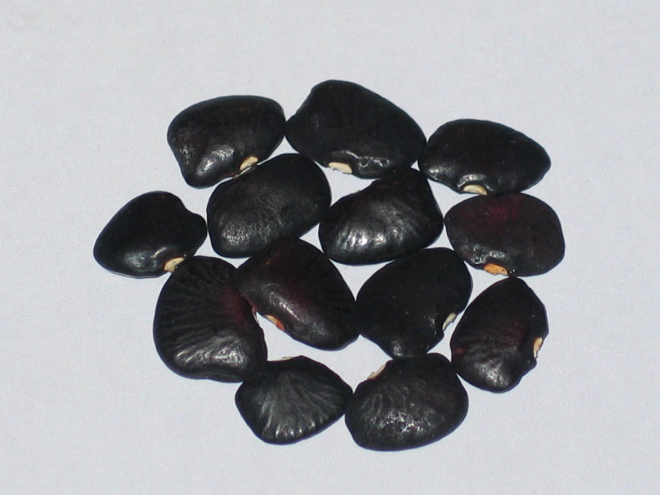 image of Alabama Black Butter beans