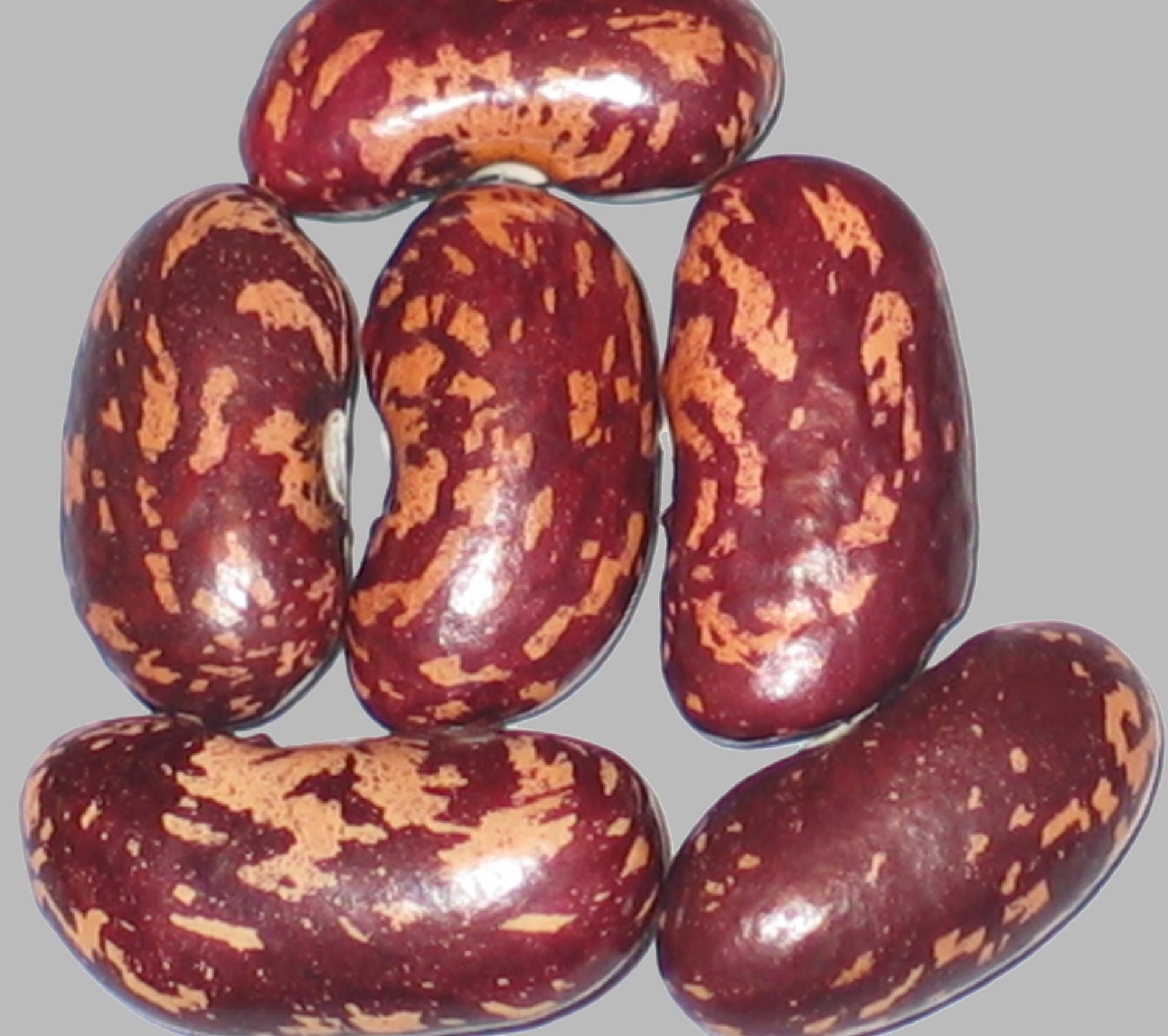 image of Anakin Kuvallii Giant beans