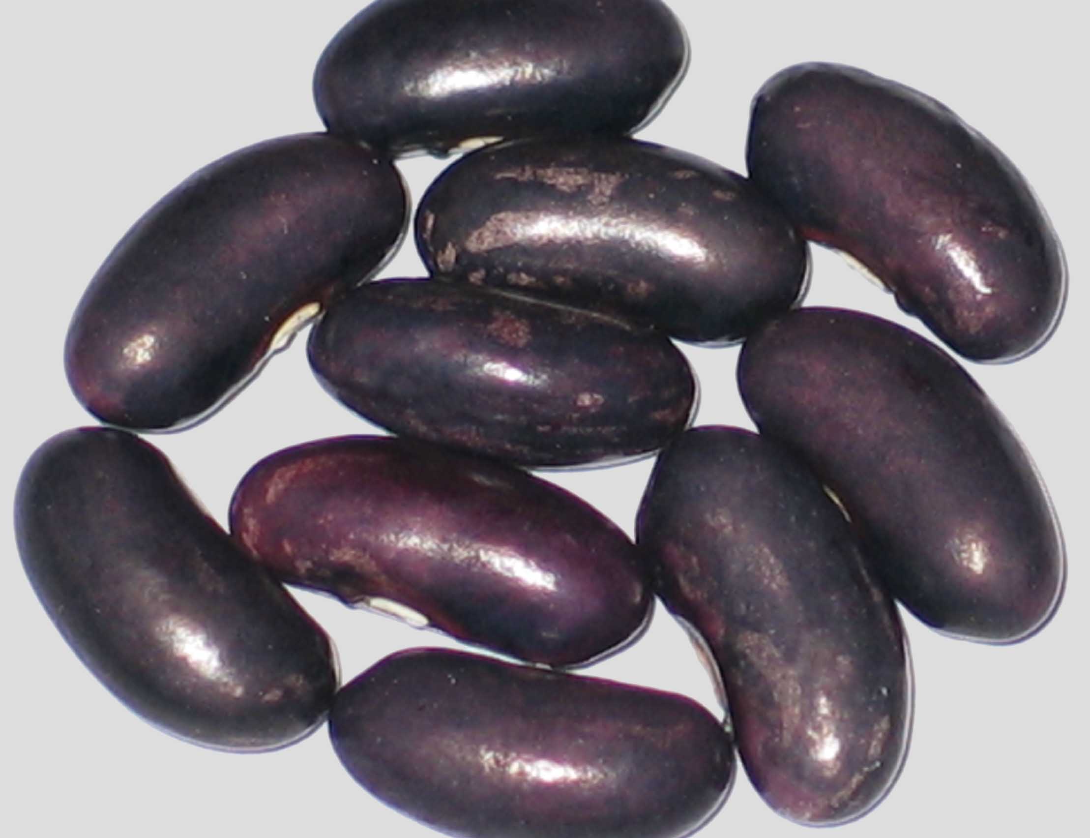 image of Anderson's Wonder beans