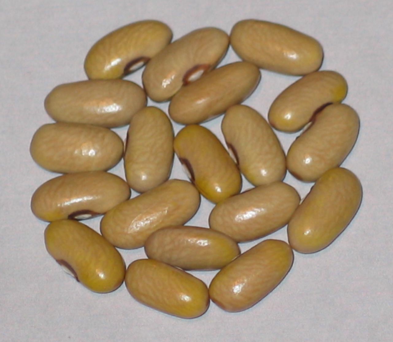 image of Arikara Yellow beans