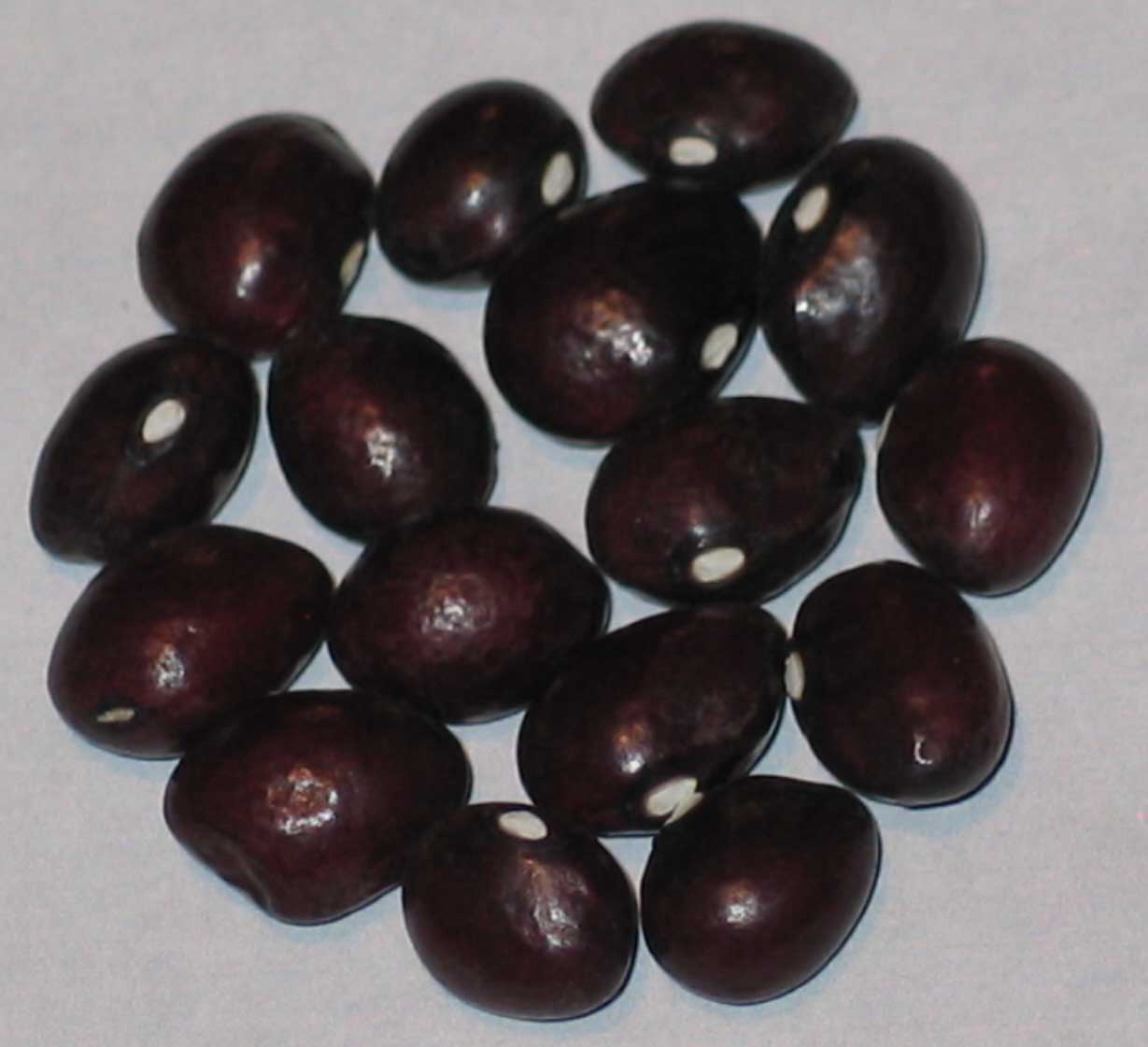 image of Arlington Red Cranberry beans