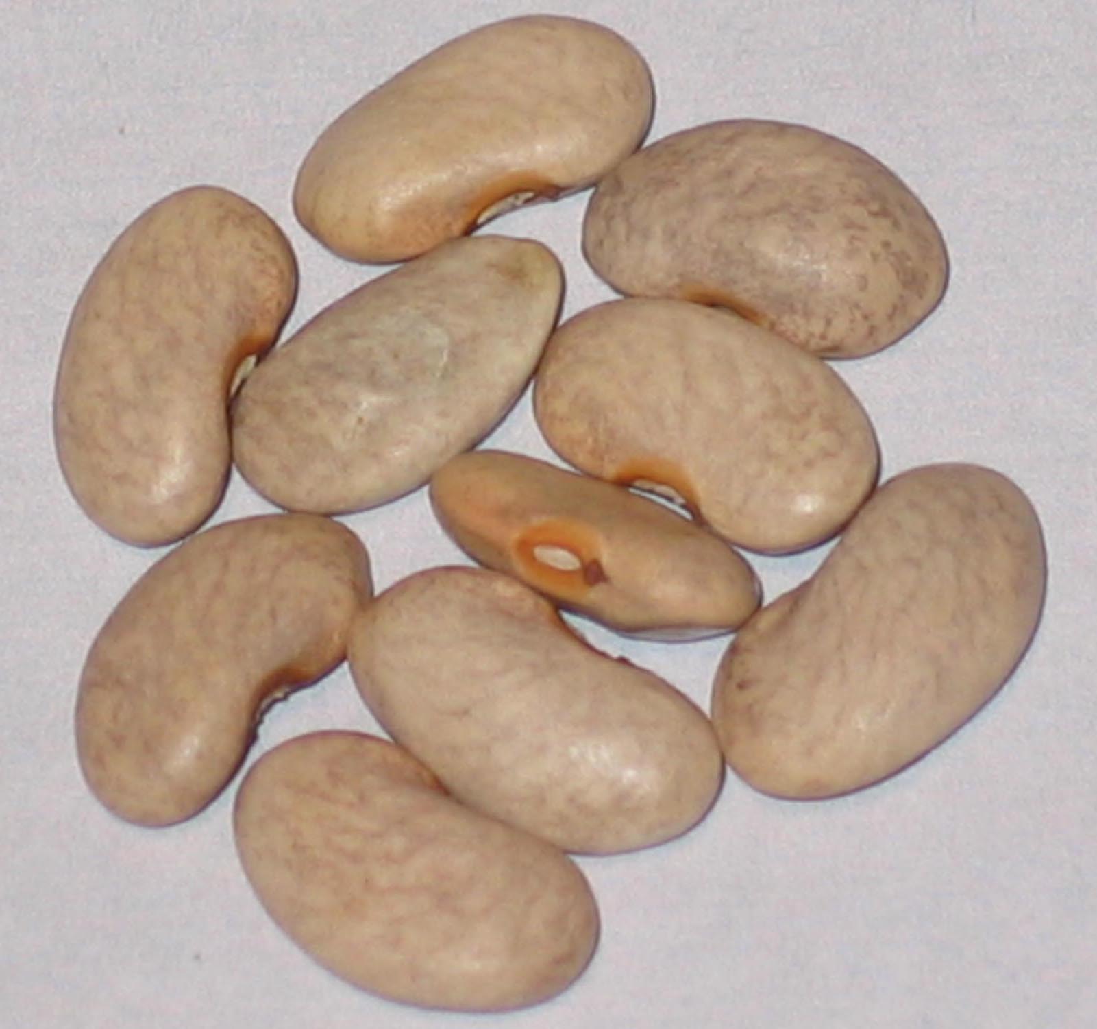 image of Auntie Wilder beans