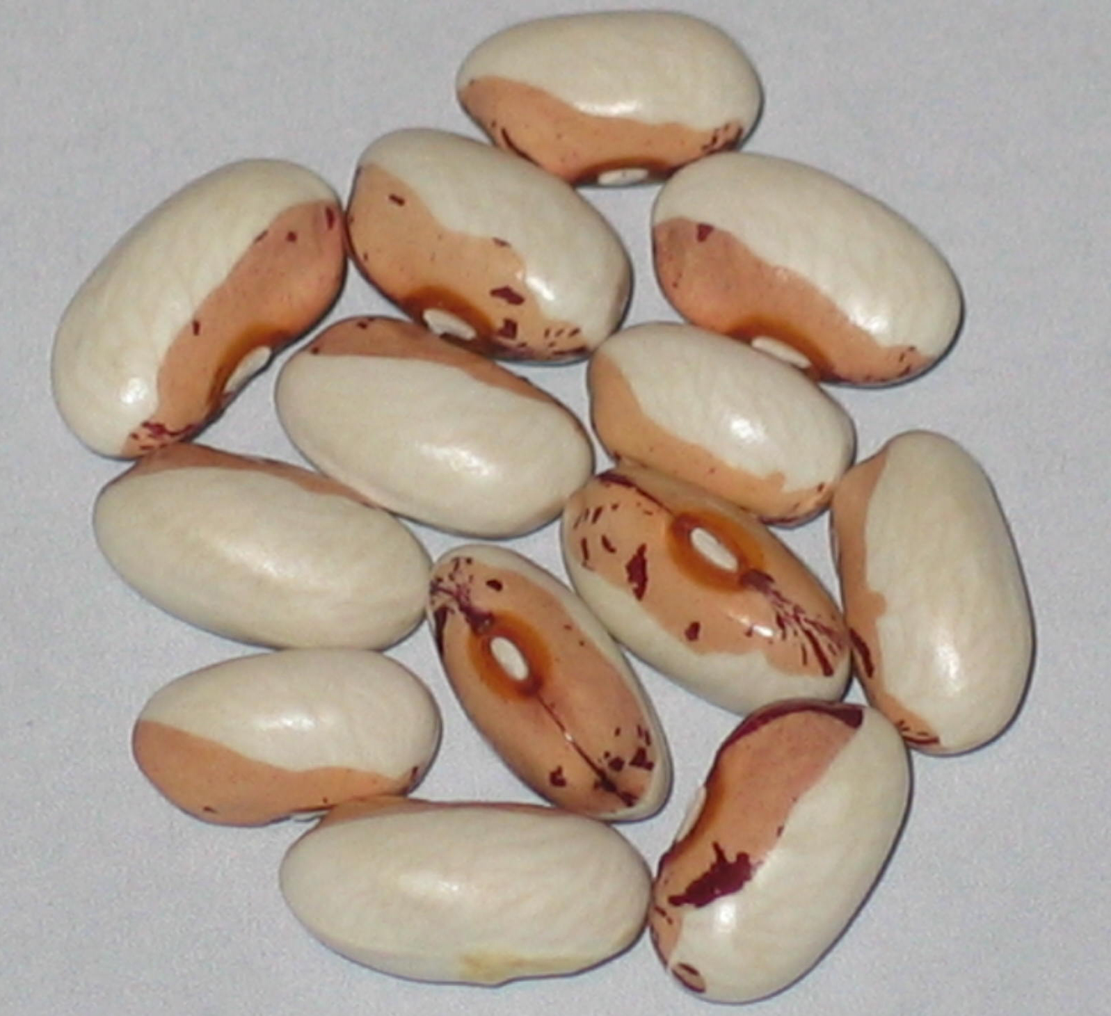 image of Badda di Polizzi Blanda Long Seed beans