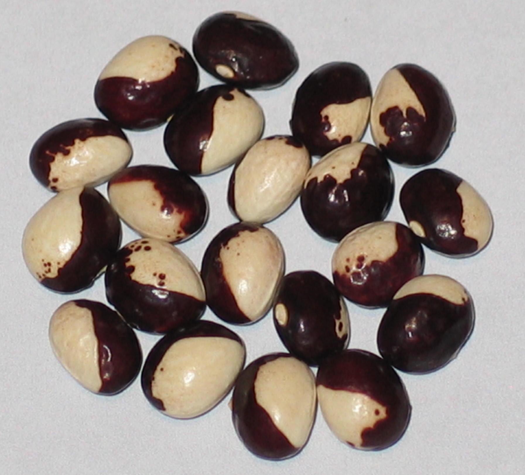 image of Badda Nera beans