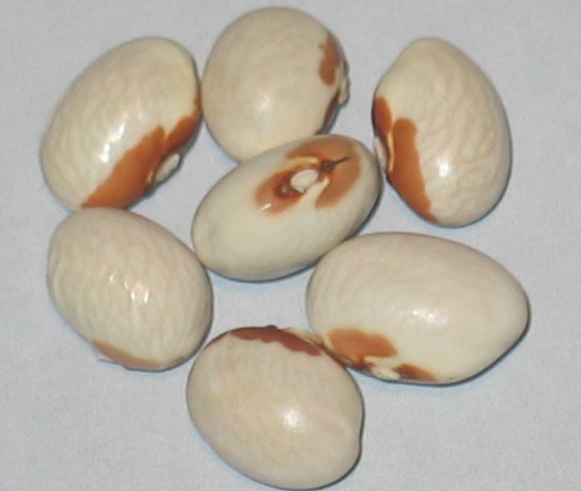 image of Badda Di Polizzi Blanca beans