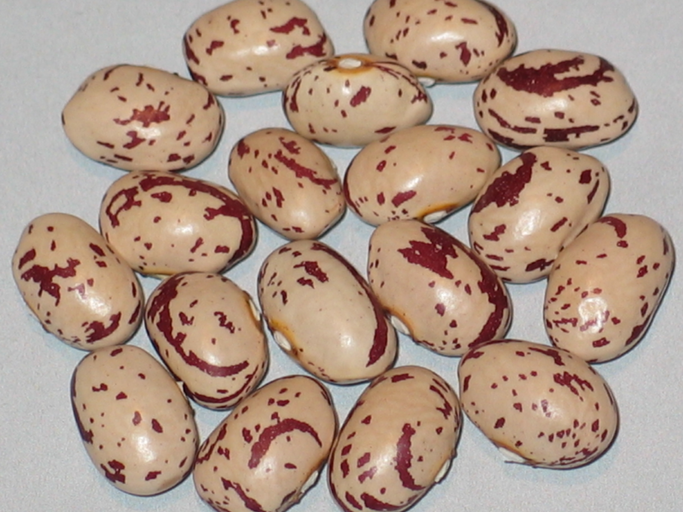 image of Beauty Pod beans