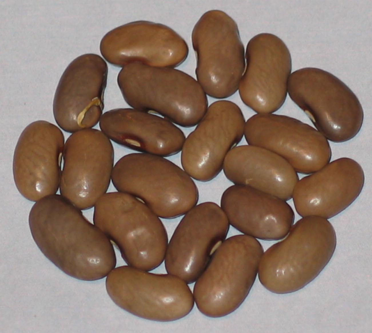 image of Belgium beans