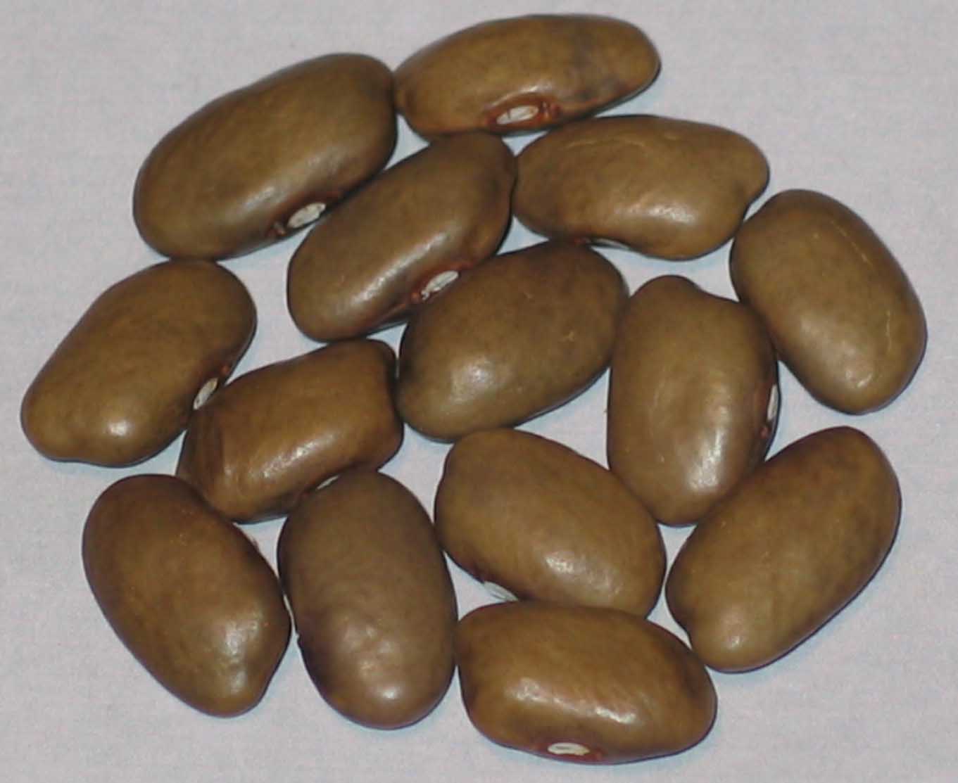 image of Big Brown beans