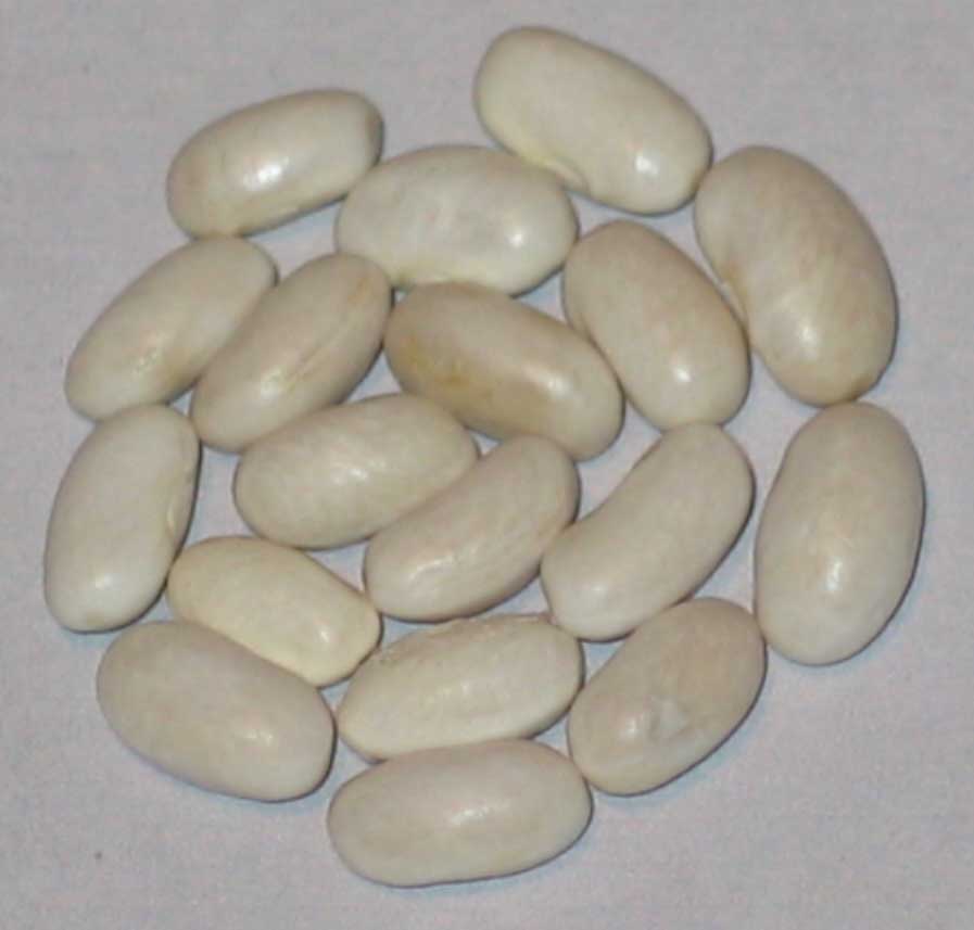 image of Blue Tip beans