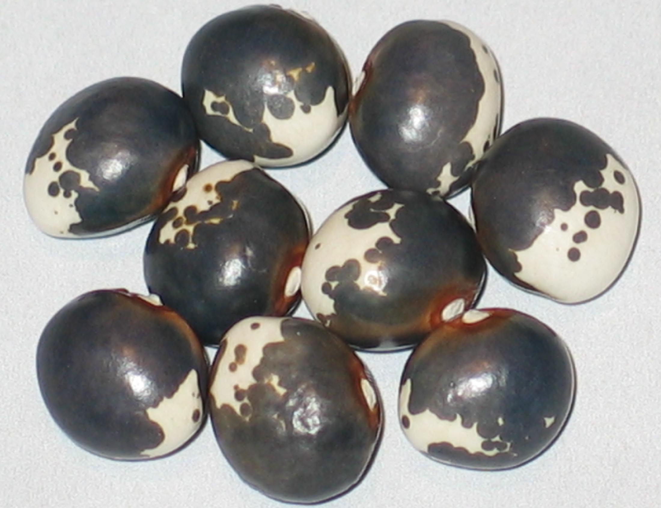 image of Blue And White Of Bernardo beans
