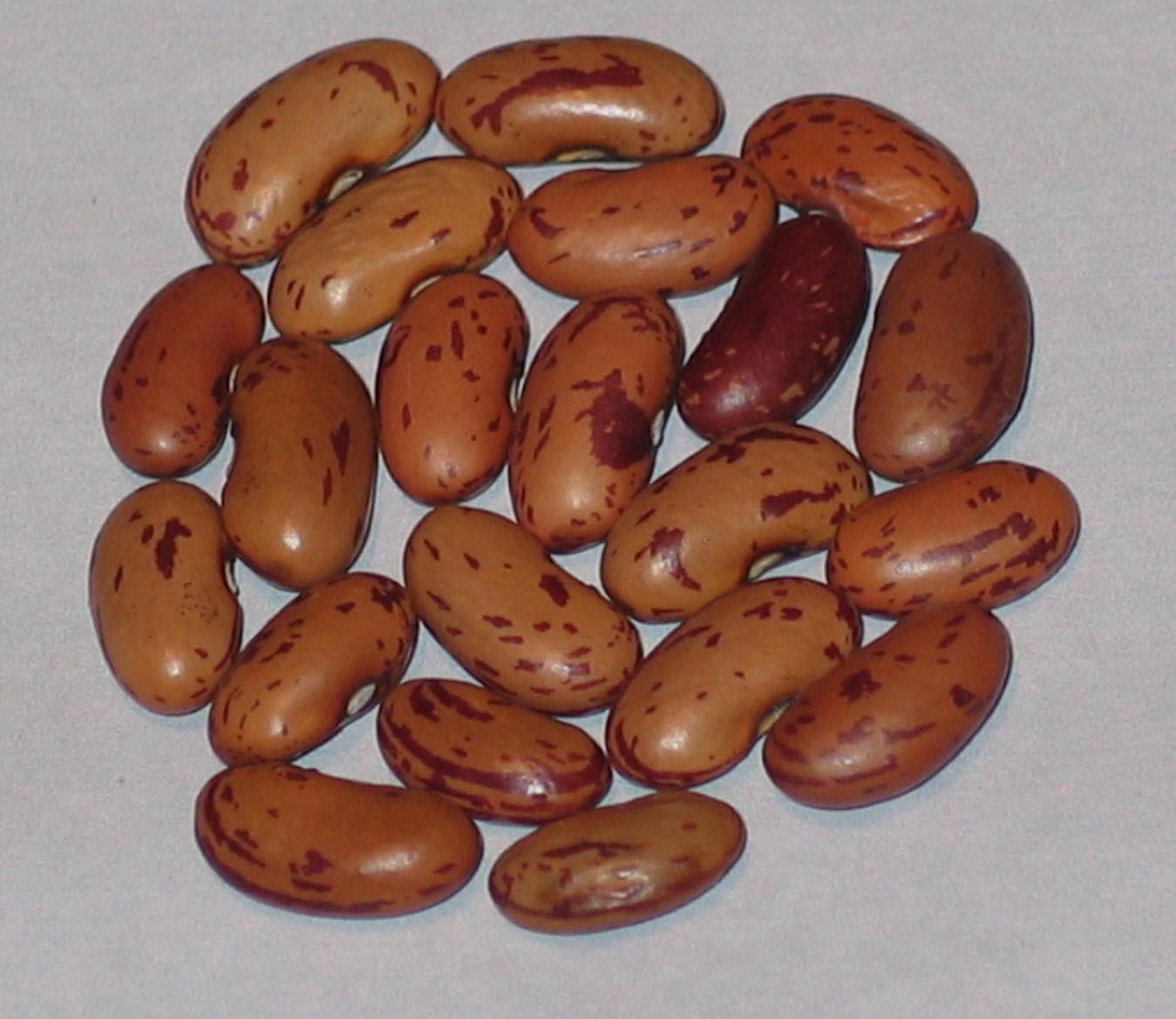 image of Borlotto Di Saluggia beans