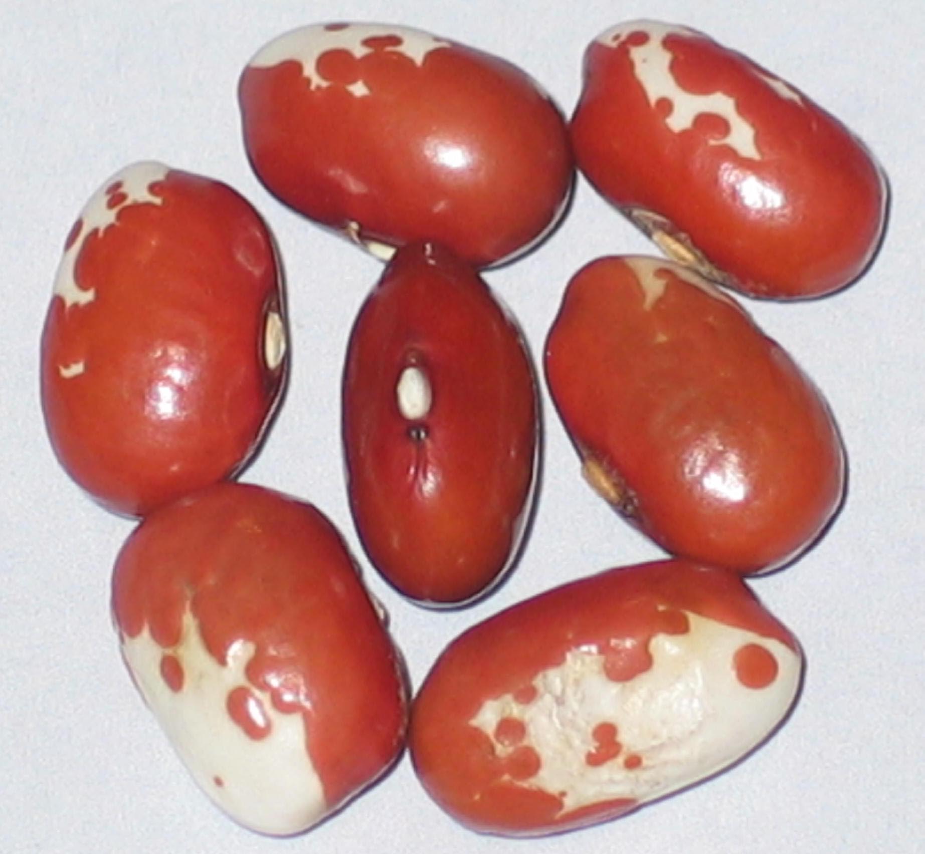 image of Botomi Georgia 3 beans