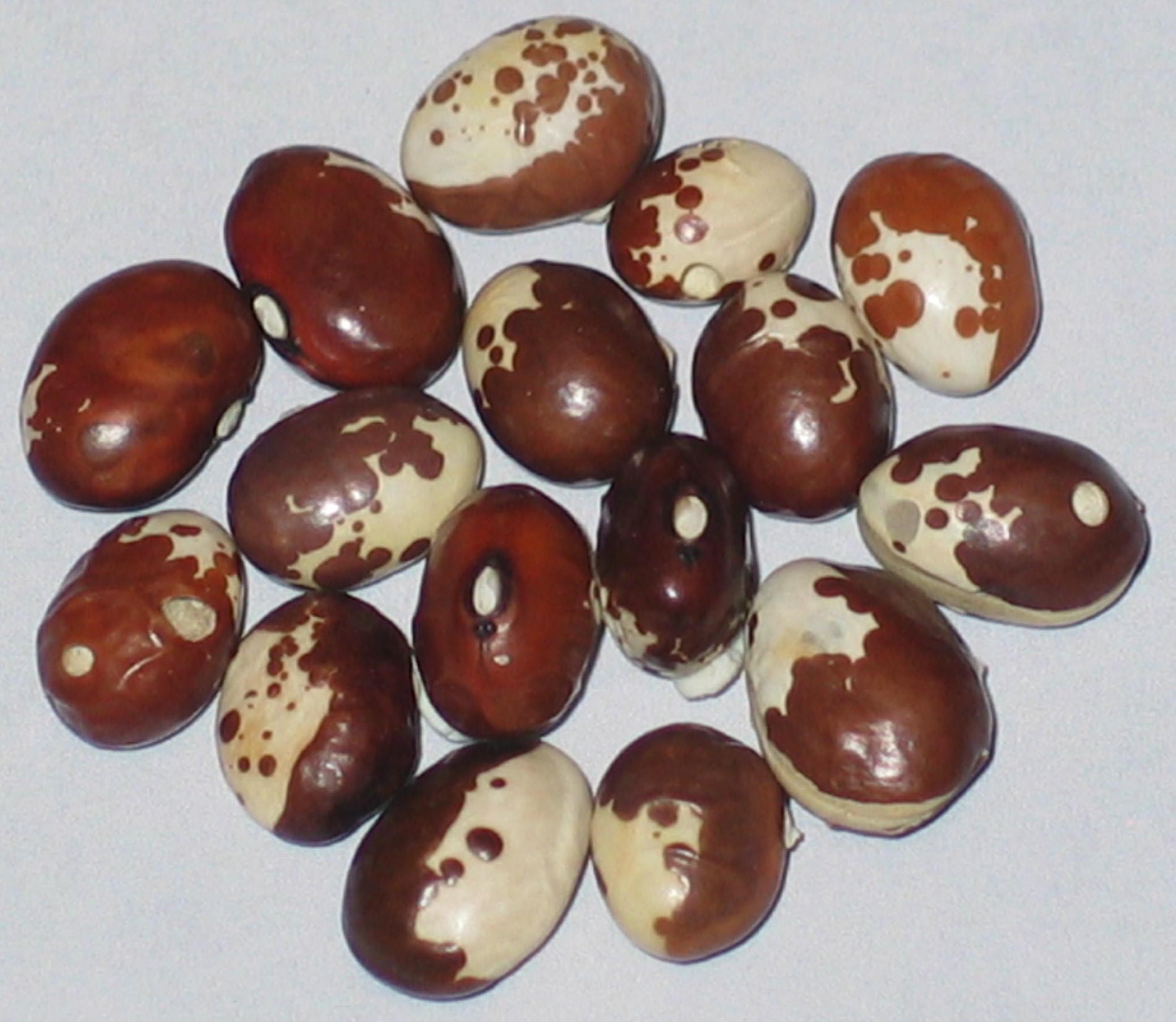 image of Botomi Georgia 4 beans